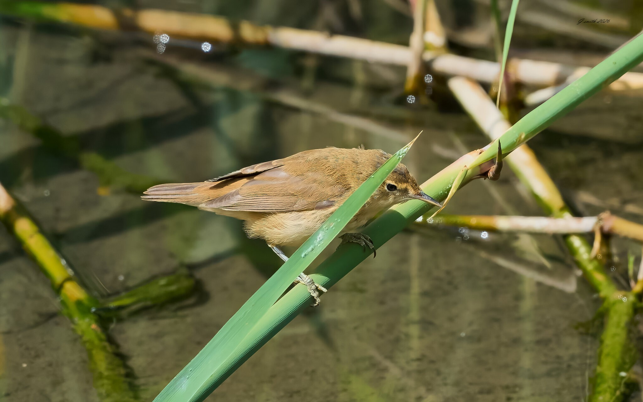 reed warbler 2026_9.jpg