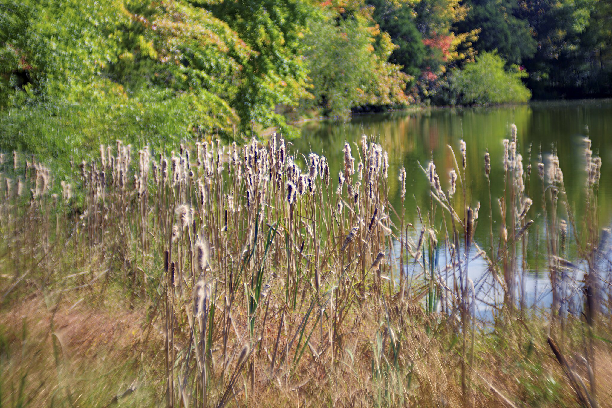 Reeds.jpg
