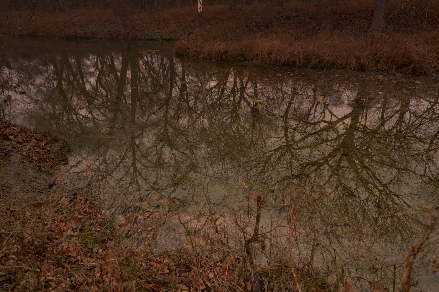 Reflection in the stream #1