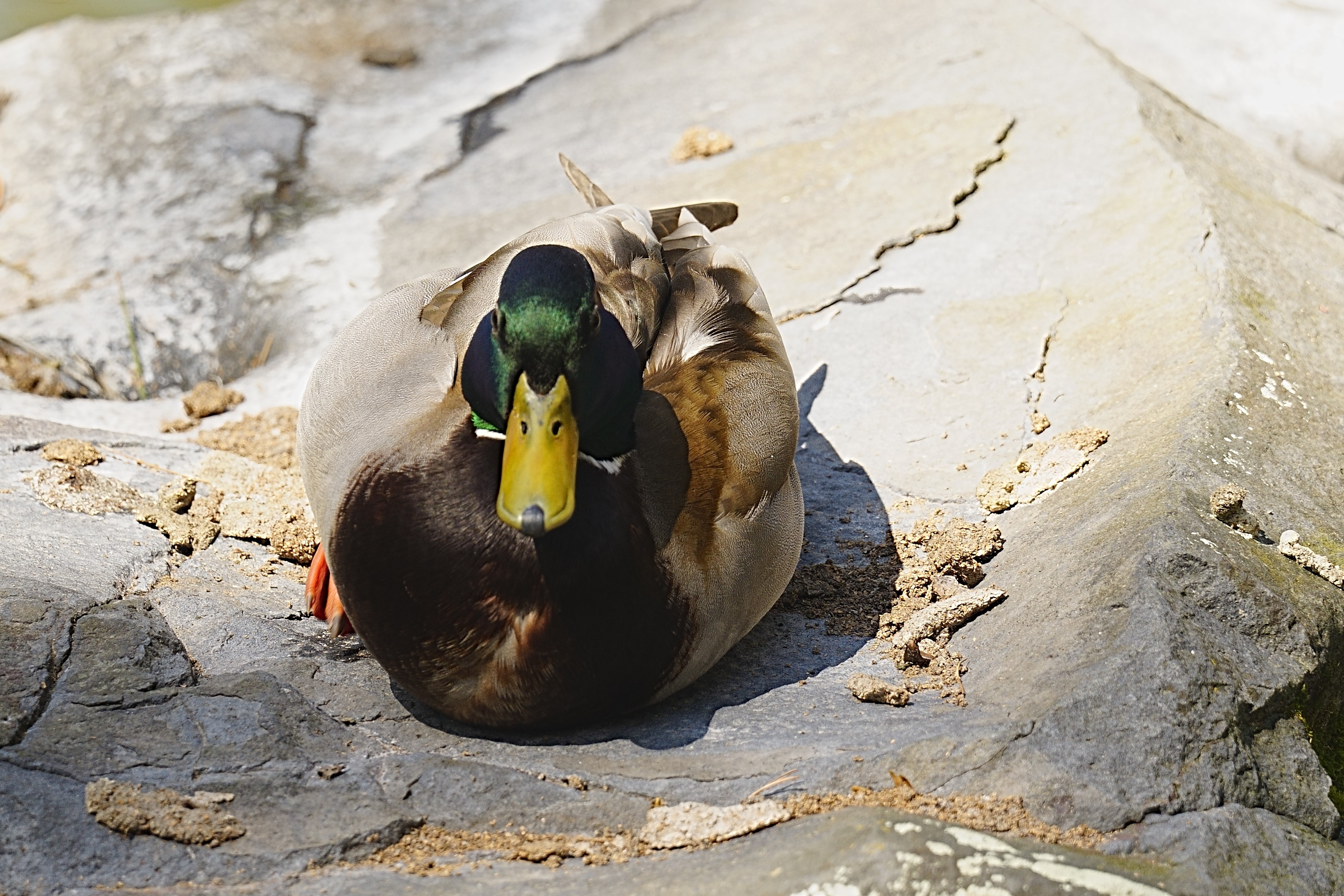Resting Duck