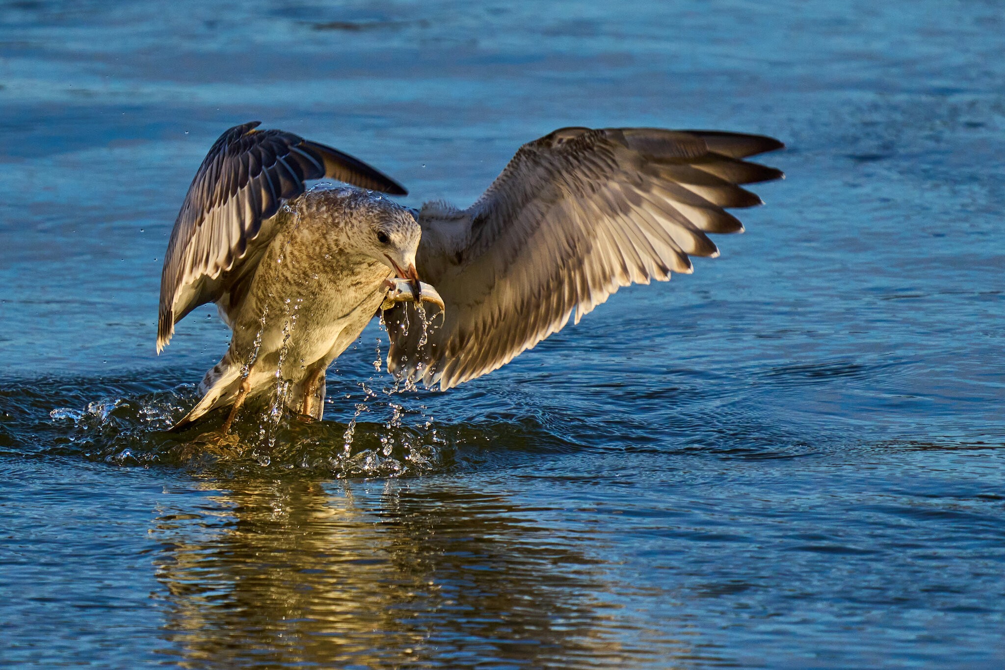 Ring-Billed Gull - Conowingo - 11232023 - 05.jpg