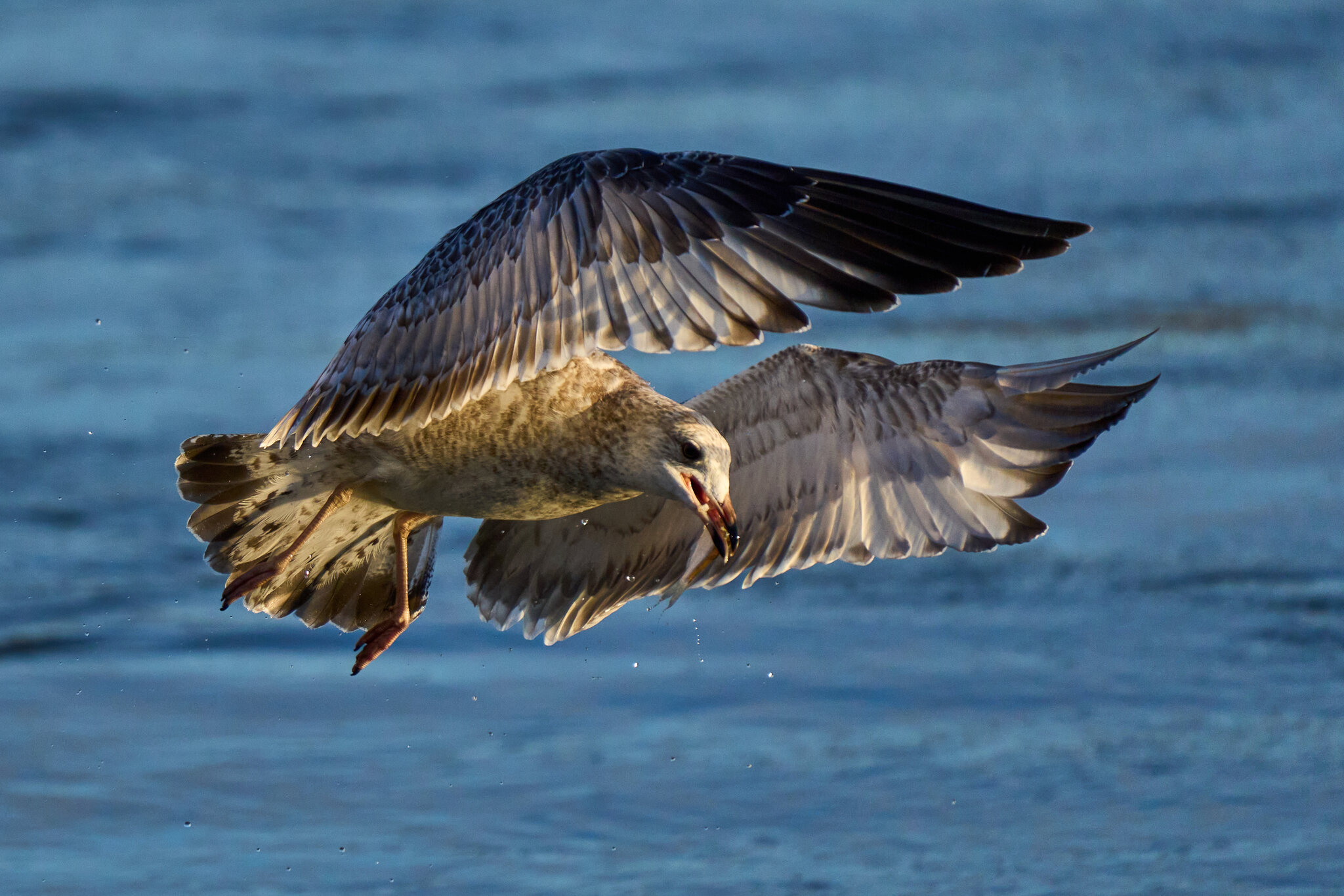 Ring-Billed Gull - Conowingo - 11232023 - 09.jpg