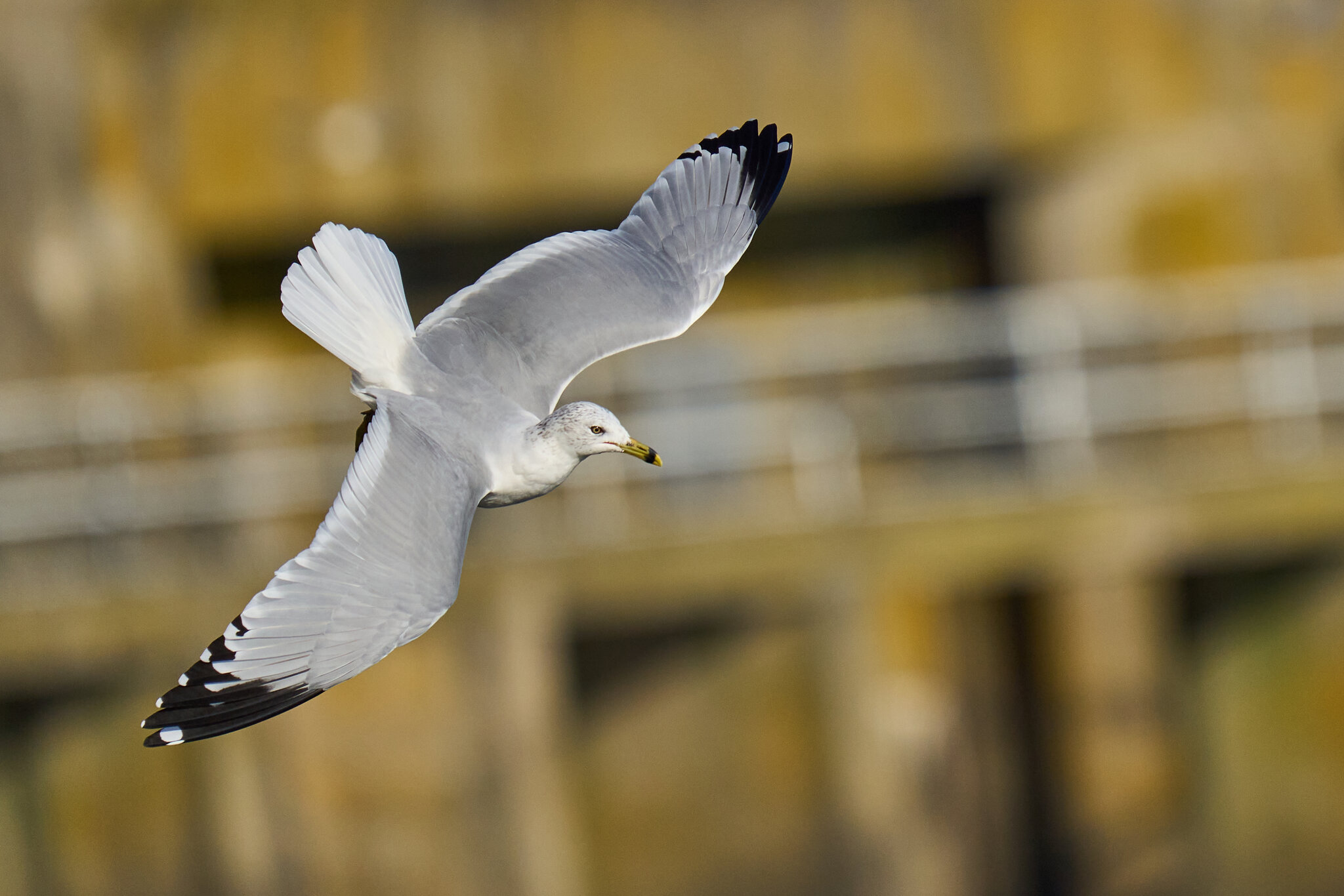 Ring-Billed Gull - Conowingo - 11232023 - 13.jpg