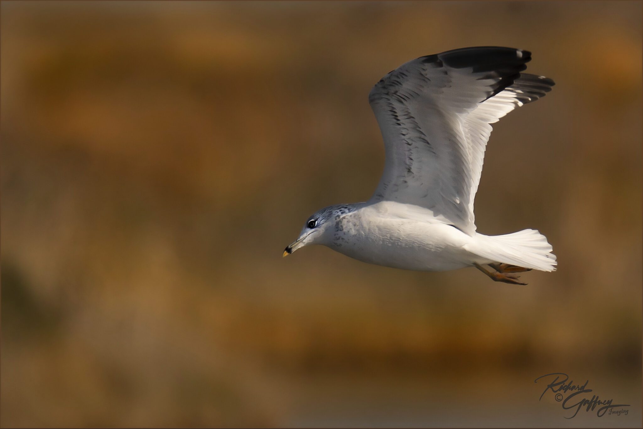 Ring-billed Gull Forsythe Nov 13 2019..jpg