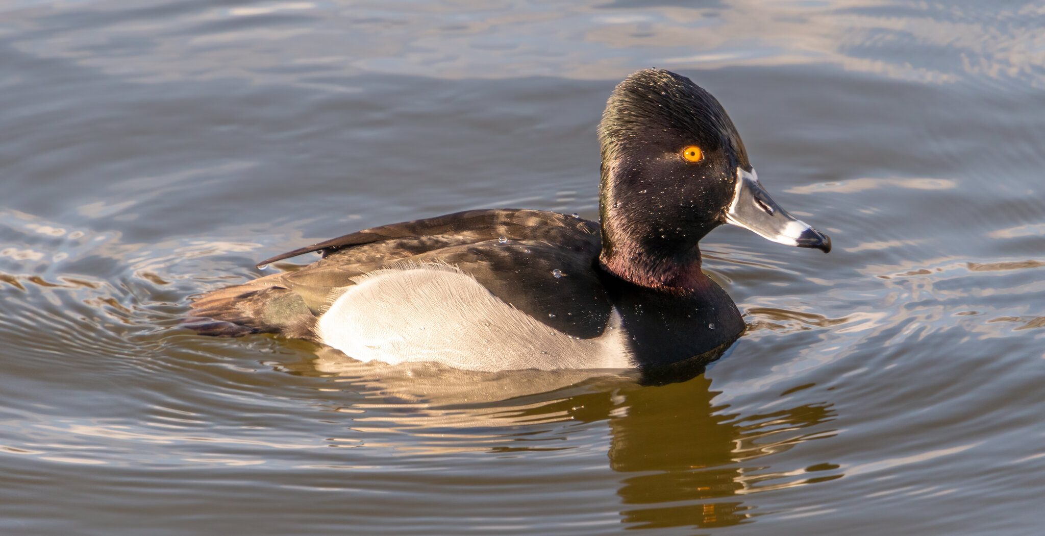 Ring Neck Duck 8:2:21.jpg