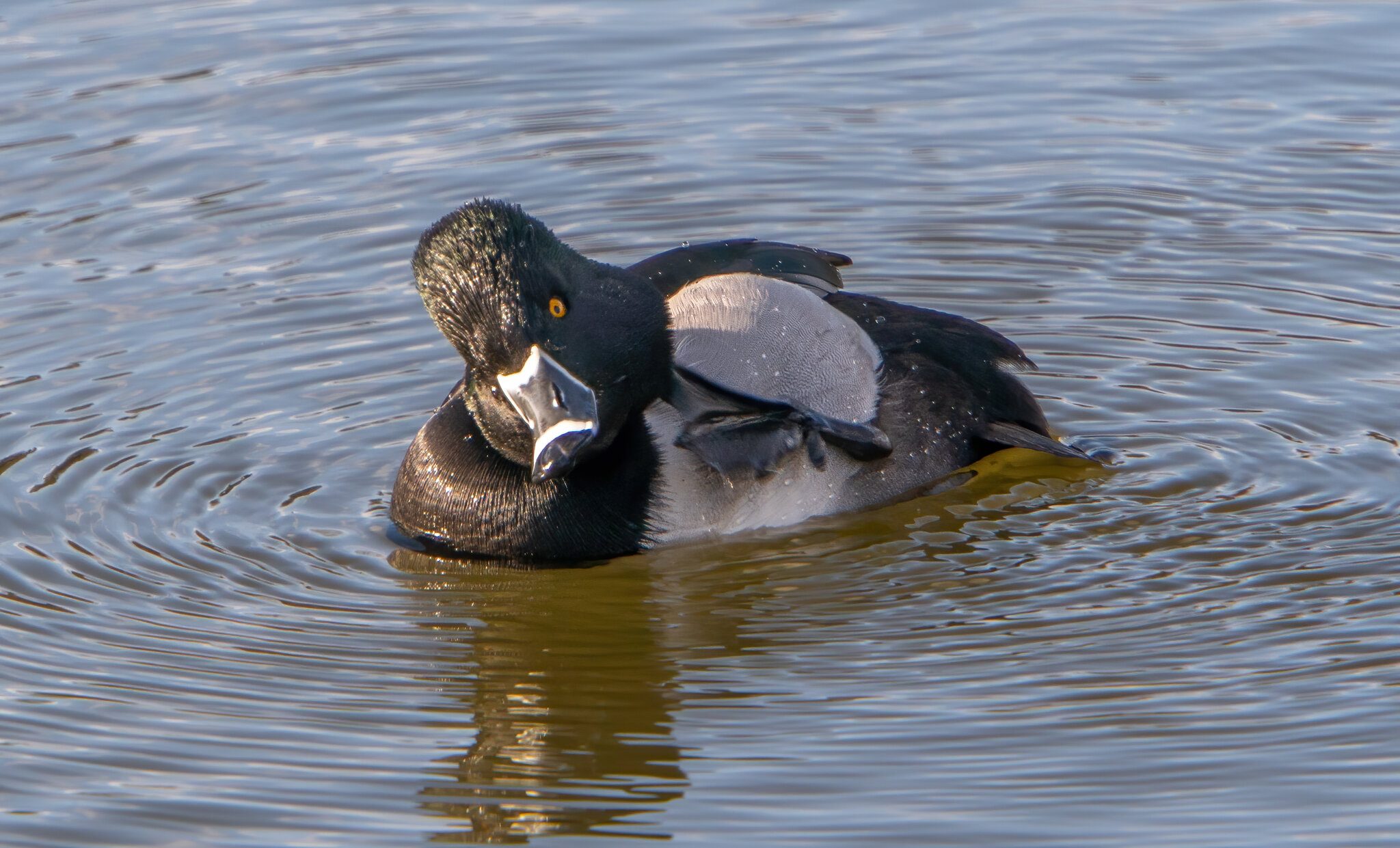 Ring Neck Duck4.jpg