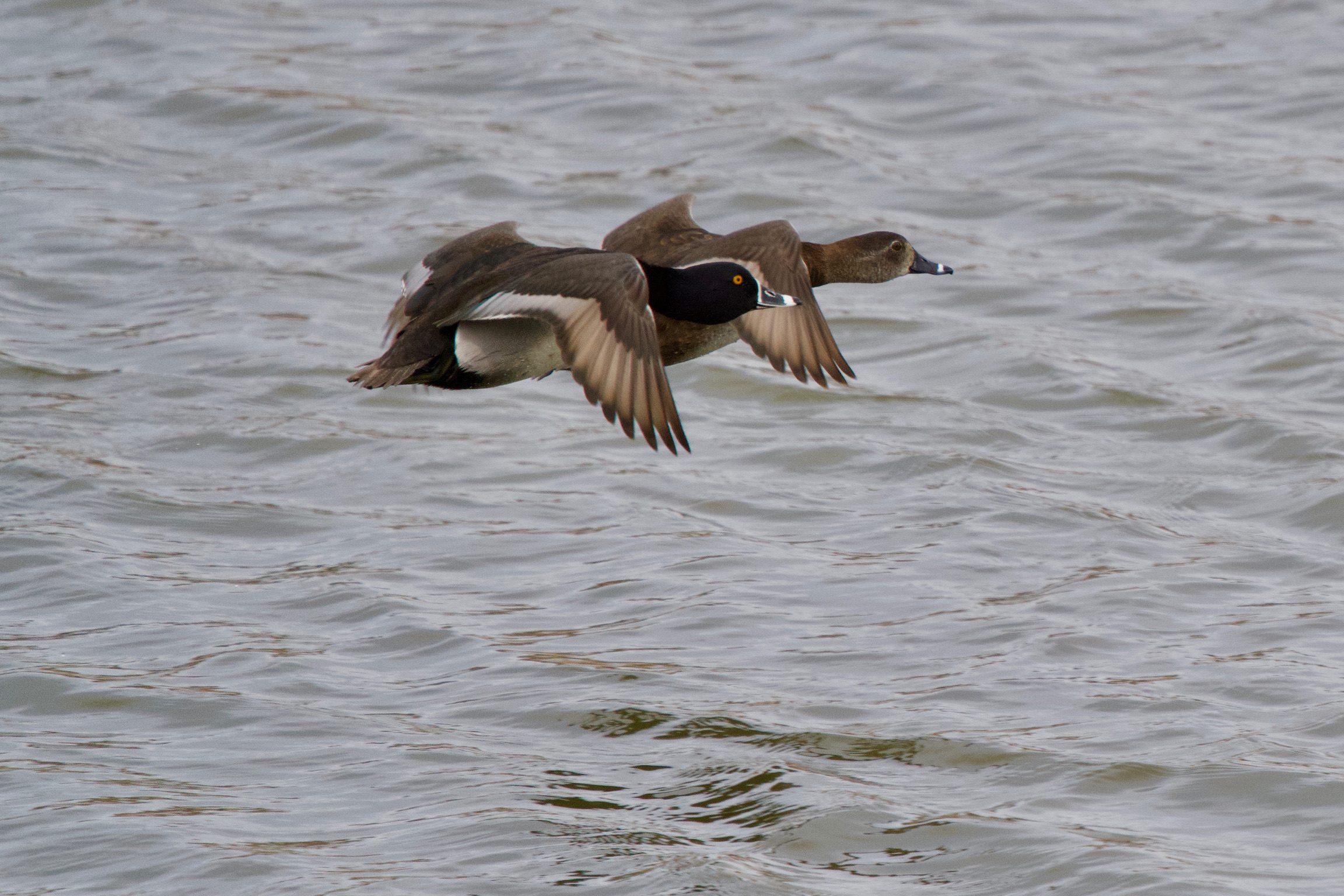 Ring-Necked Ducks - flying low over water
