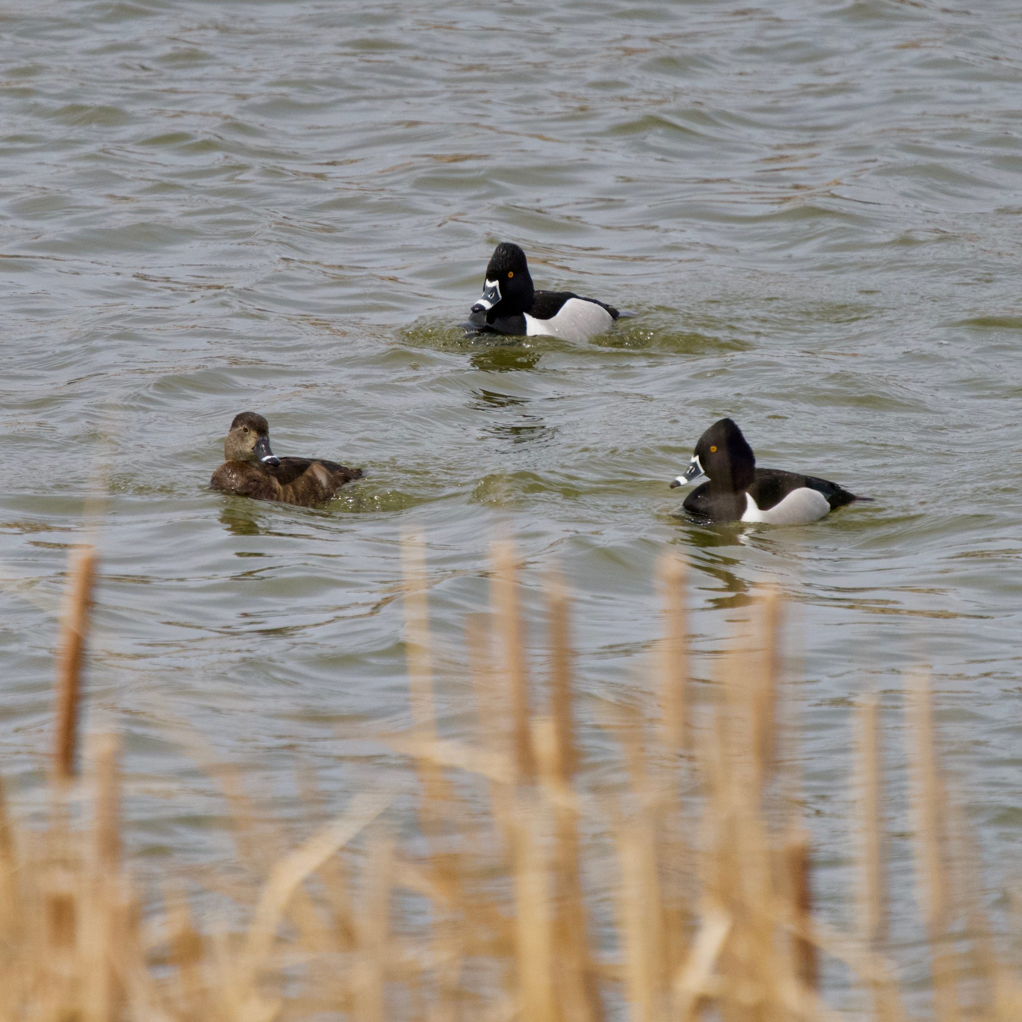 Ring-Necked Ducks - swimming and feeding