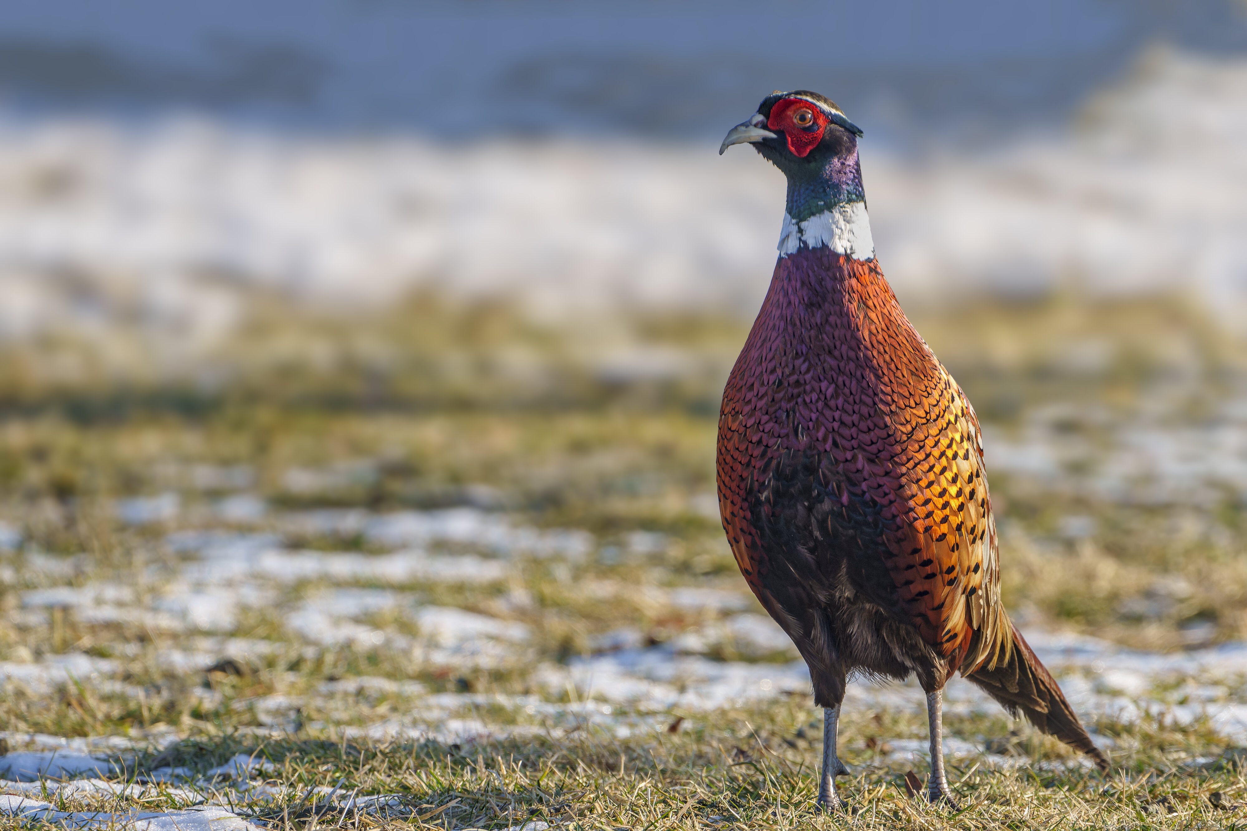 Ring-necked Pheasant Cock05.jpg