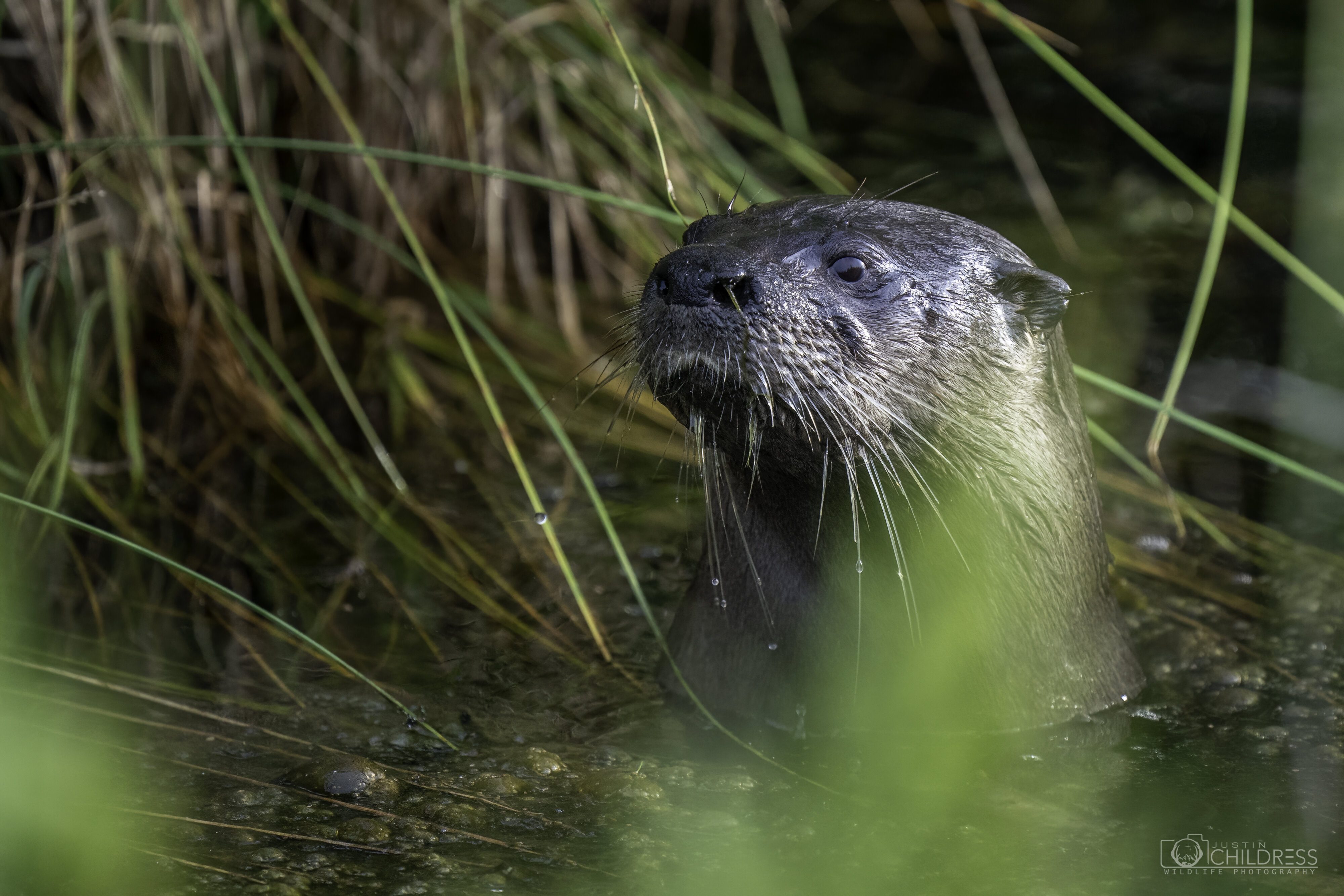 River Otter