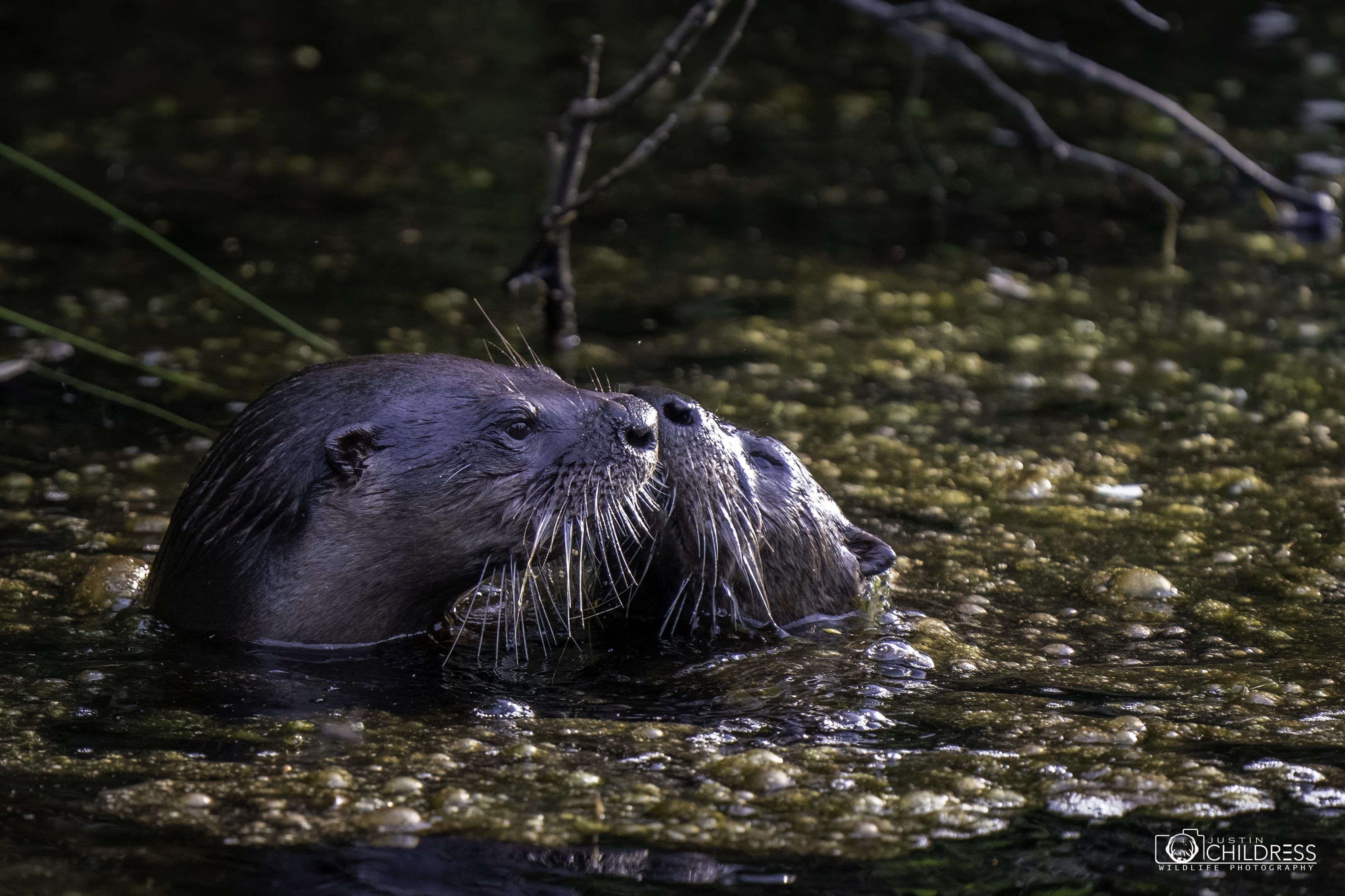 River Otters