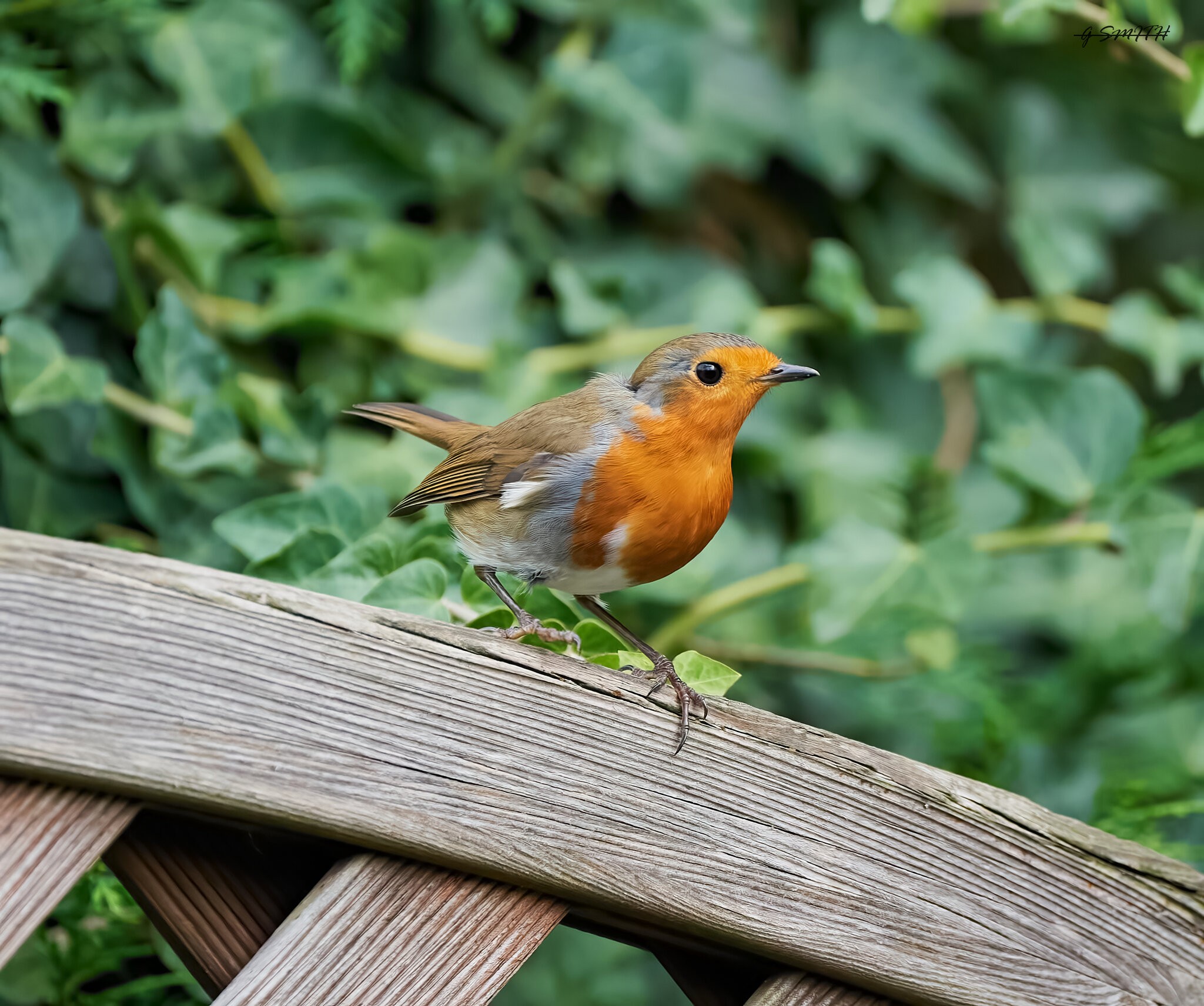 robin 2022 164.jpg