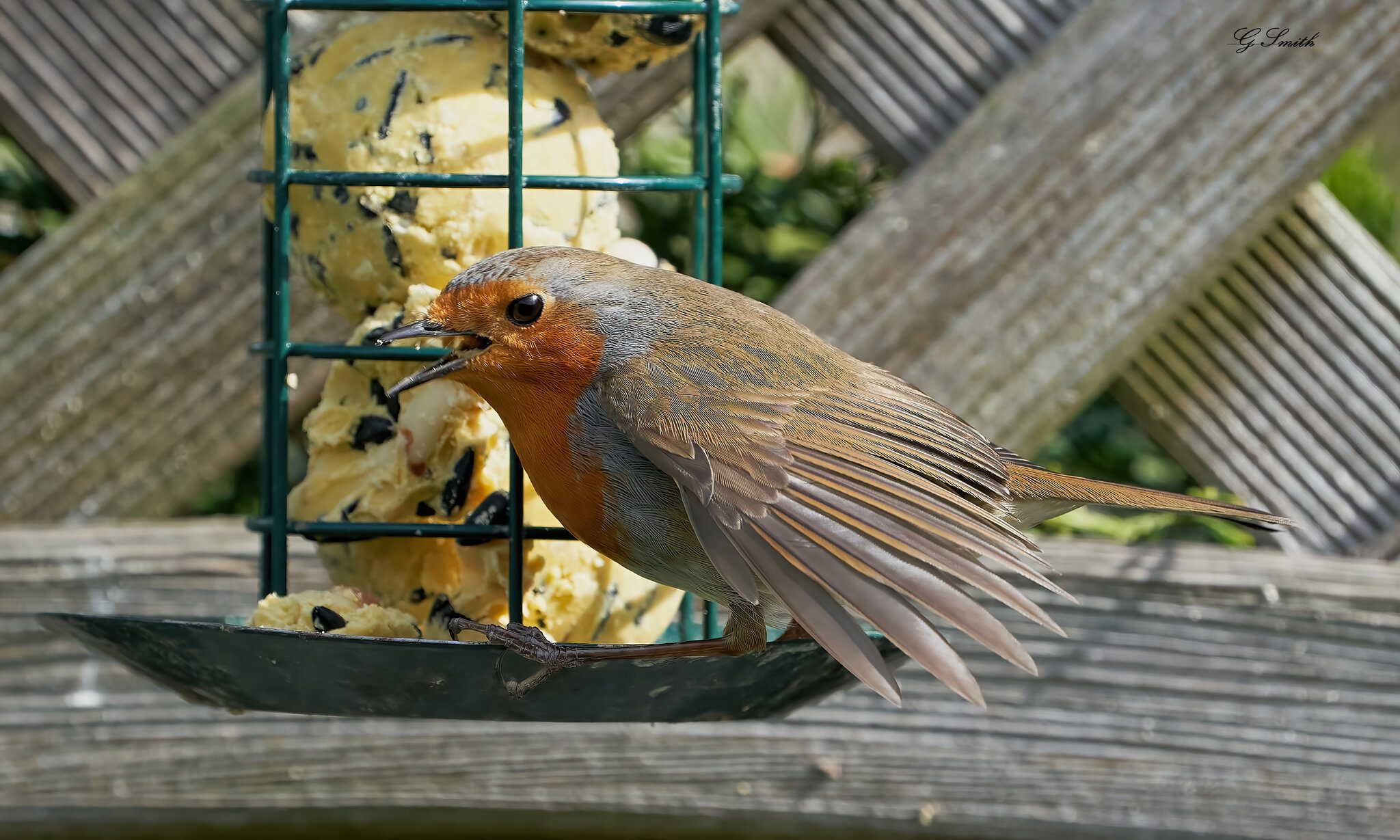 robin 2022 45.jpg