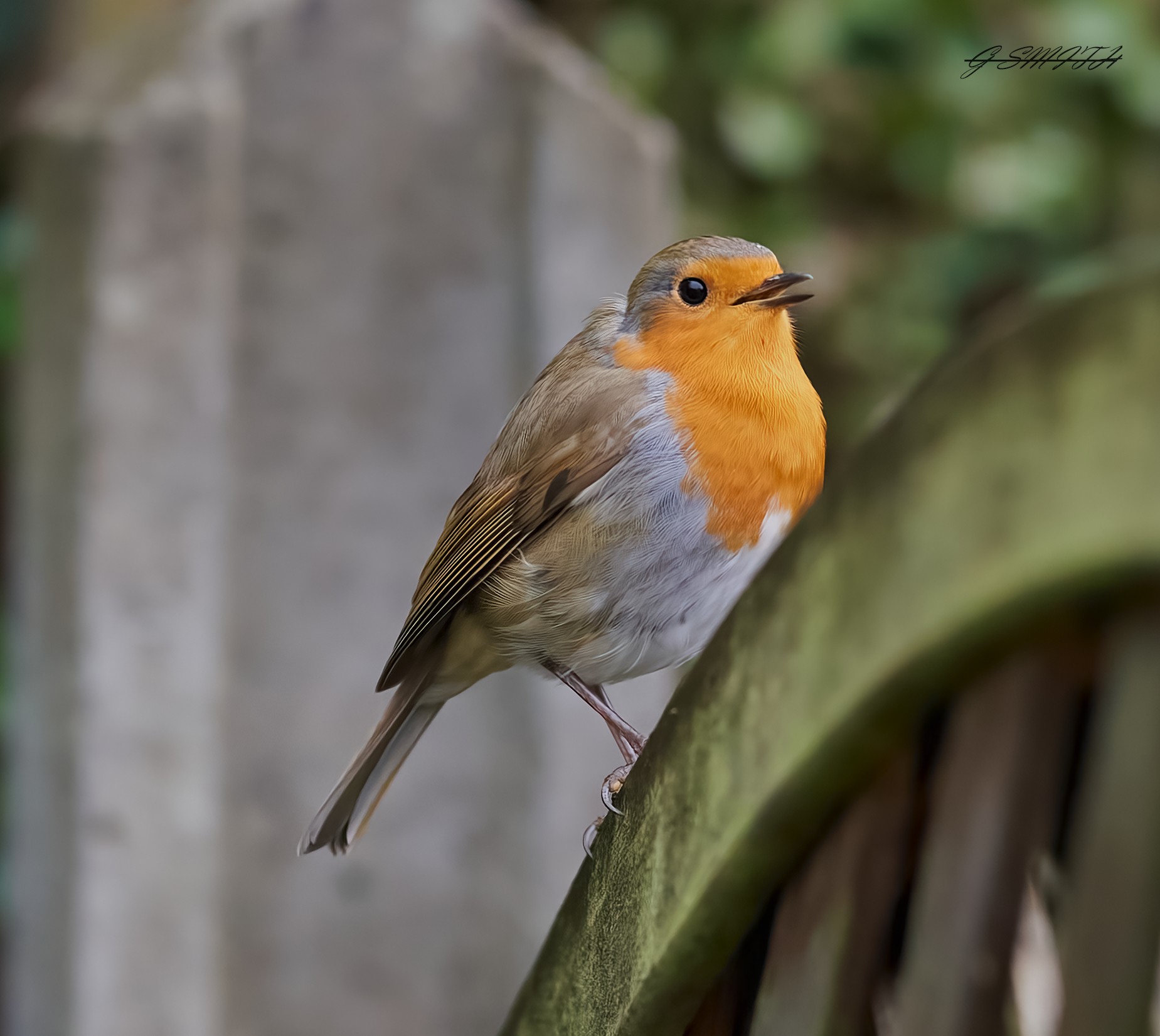 robin 2022 (7).jpg