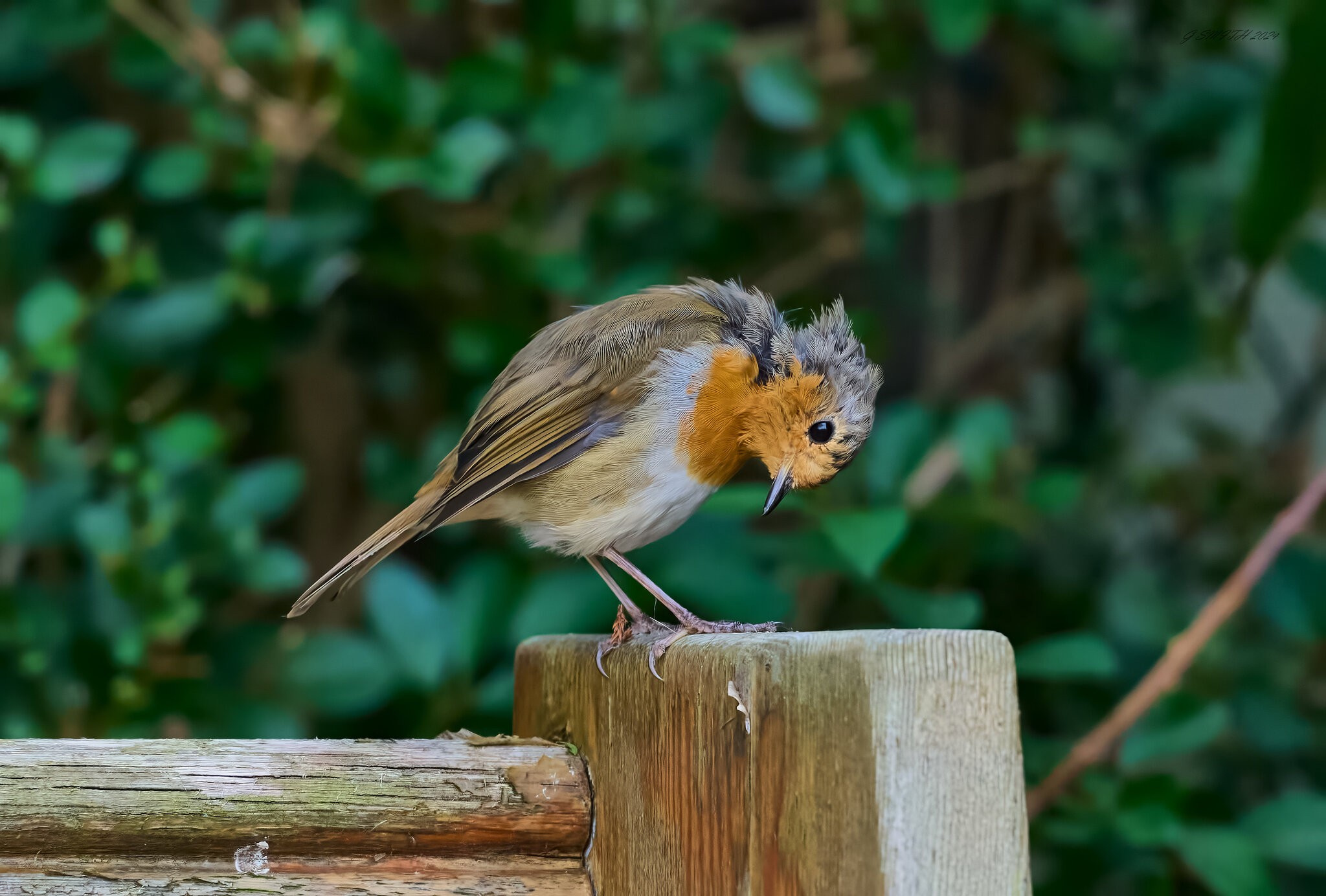 robin  2024 2.jpg