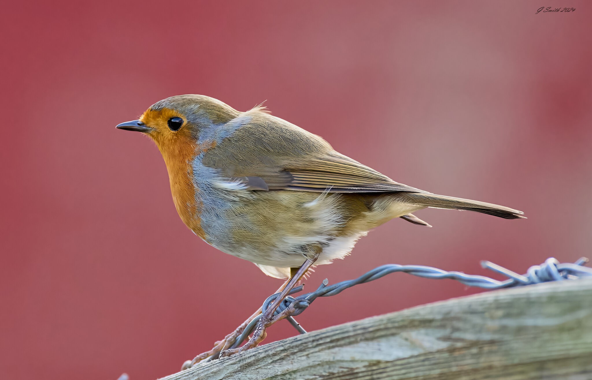 robin 2024 3.jpg