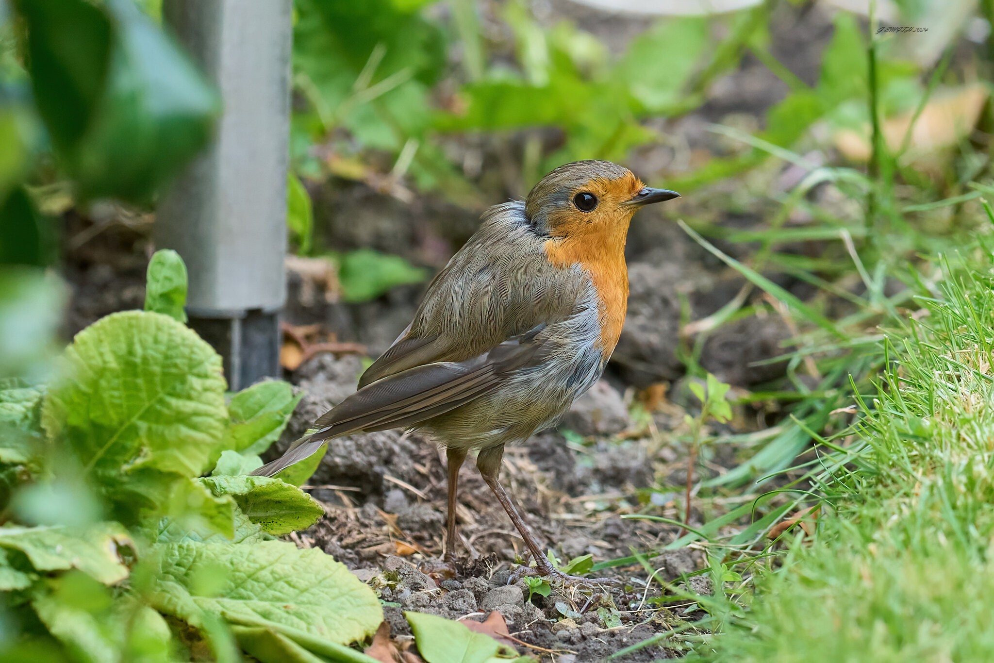 robin 2024 45.jpg