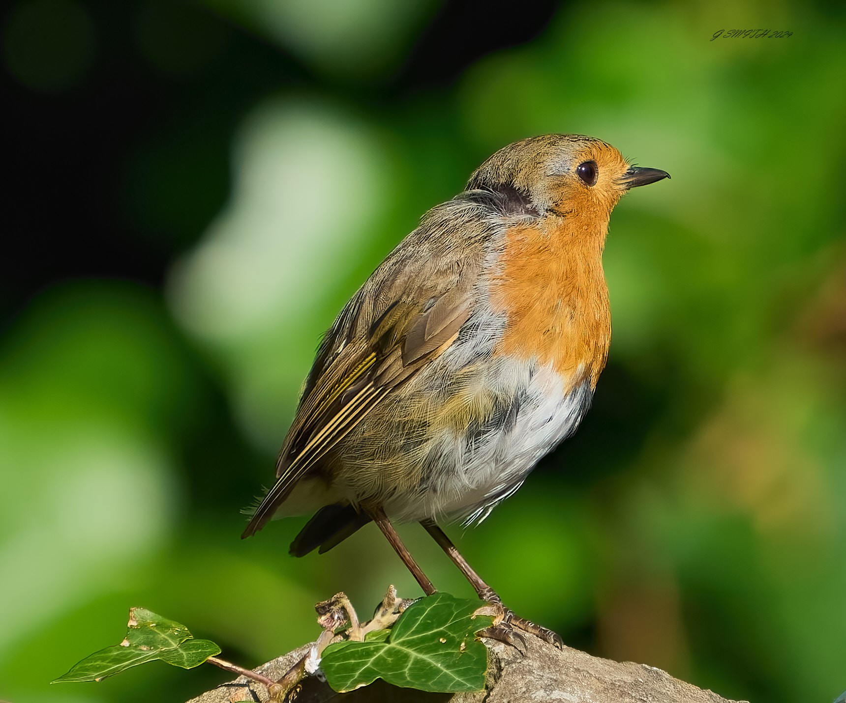robin 2024 46.jpg