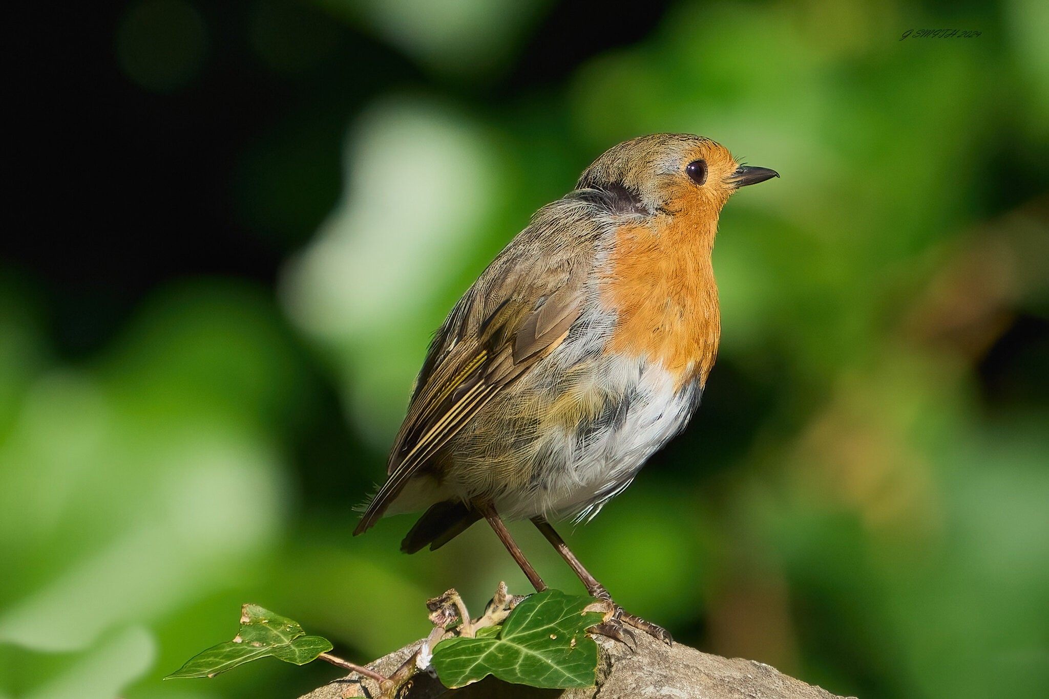 robin 2024 47.jpg