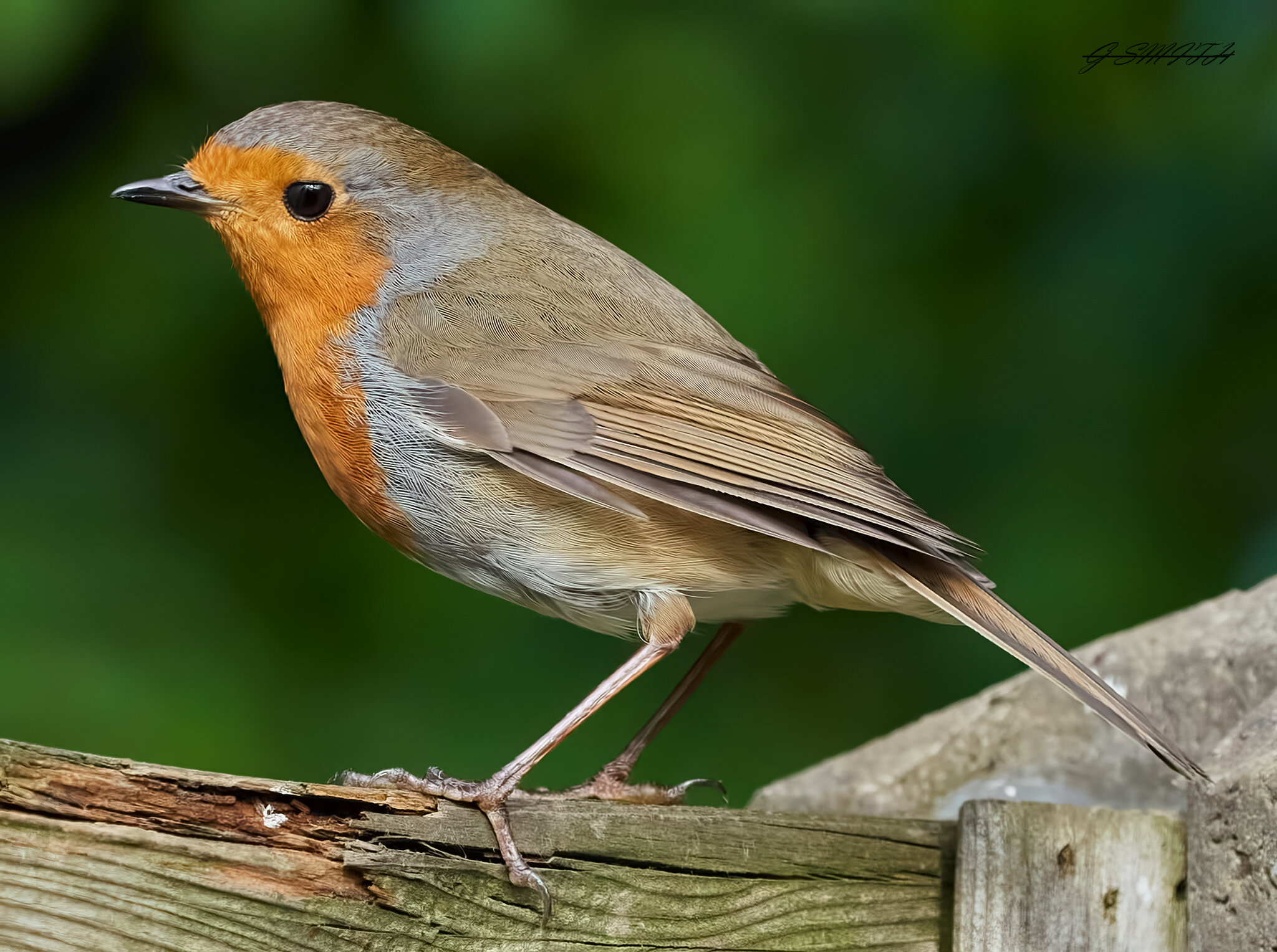robin 21.5.22 (2).jpg