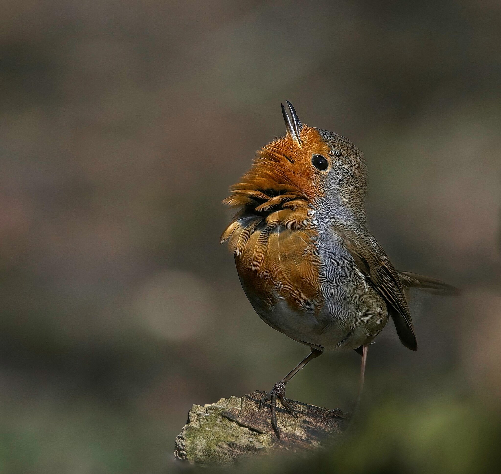 Robin Displaying.jpg