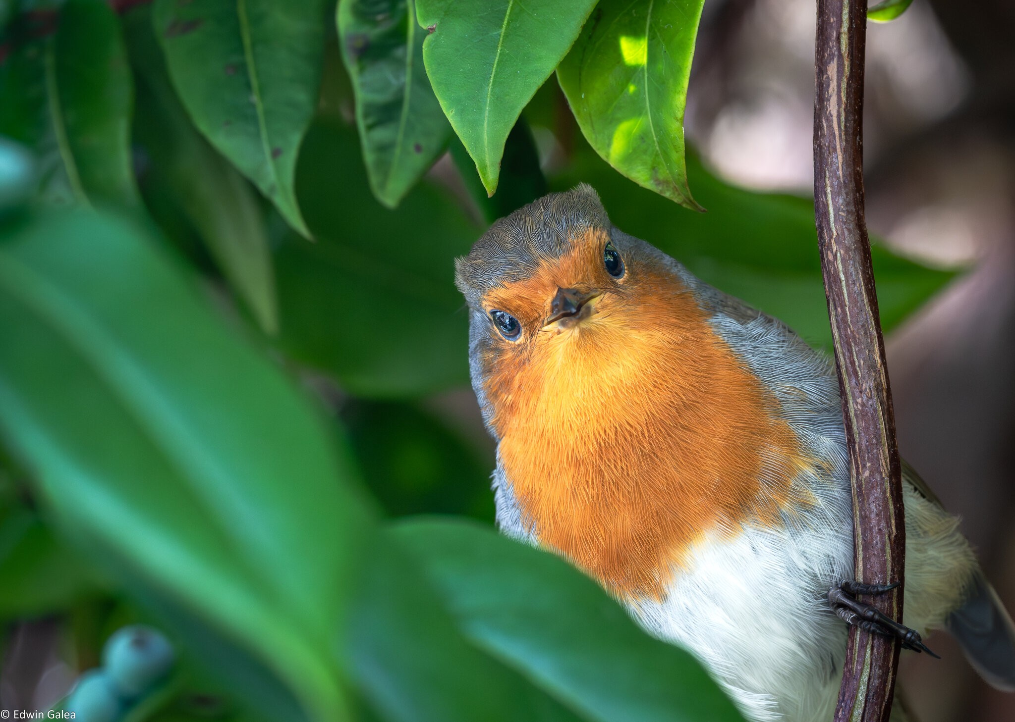 robin_breakfast-10.jpg