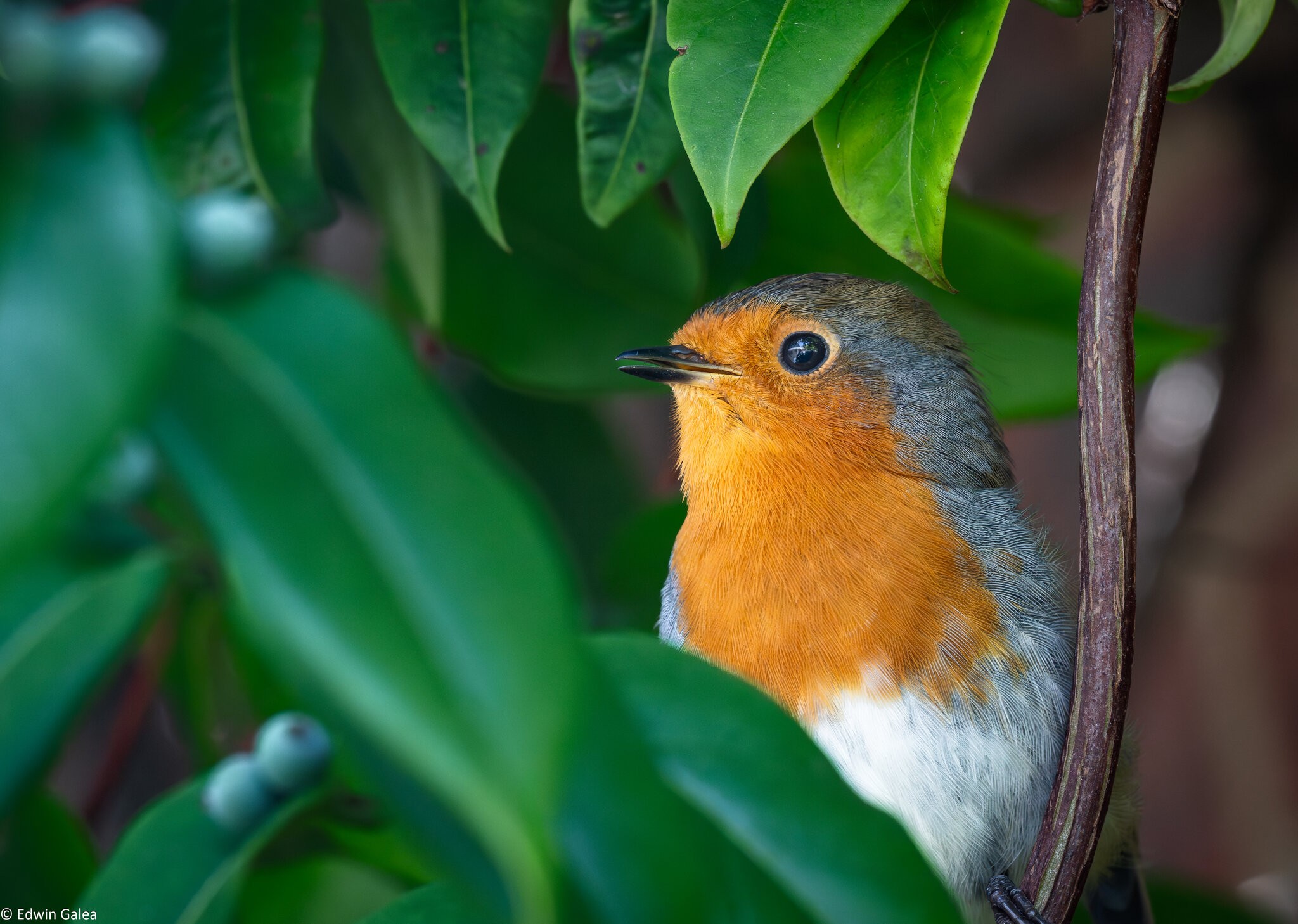 robin_breakfast-8.jpg