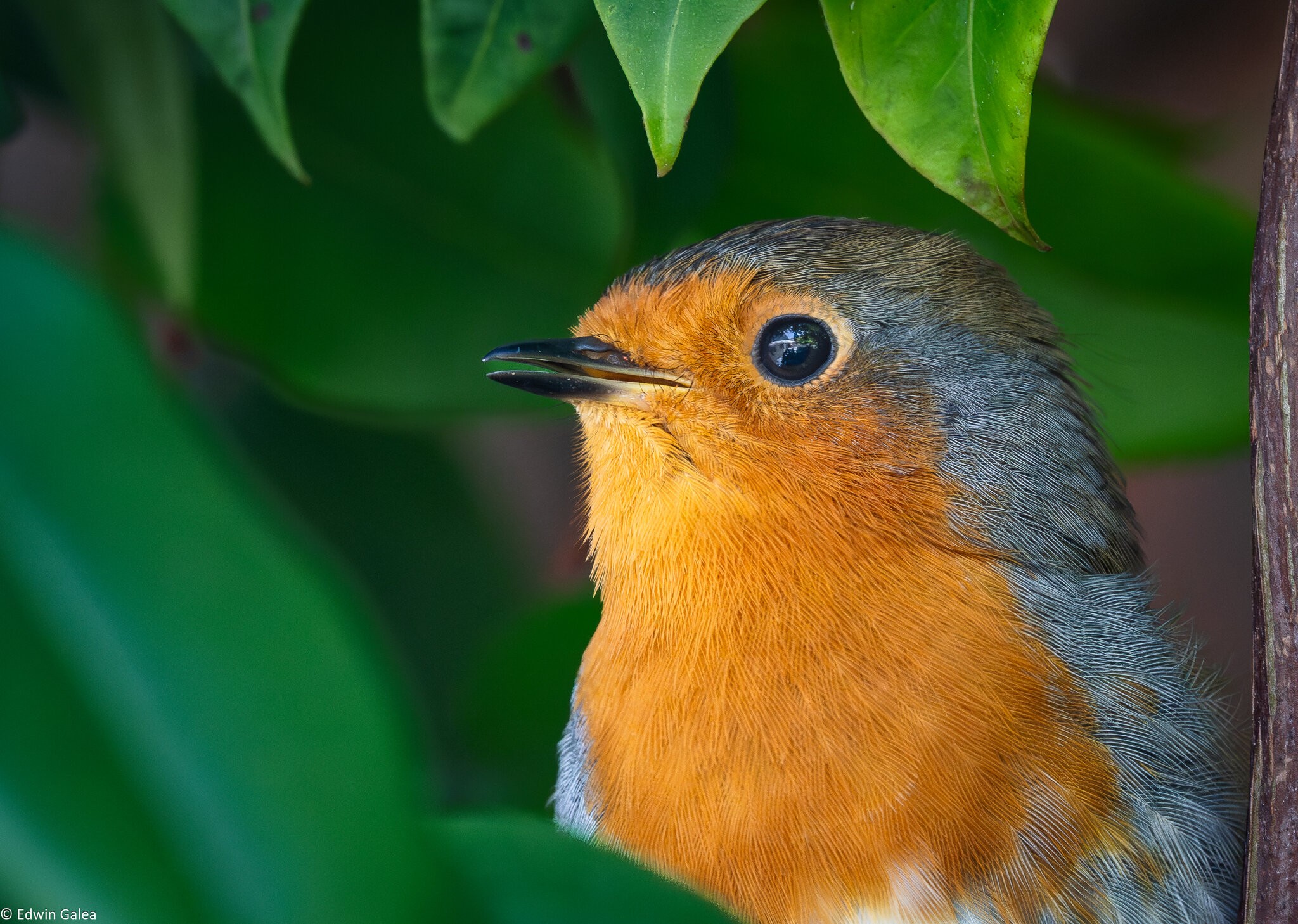 robin_breakfast-9.jpg