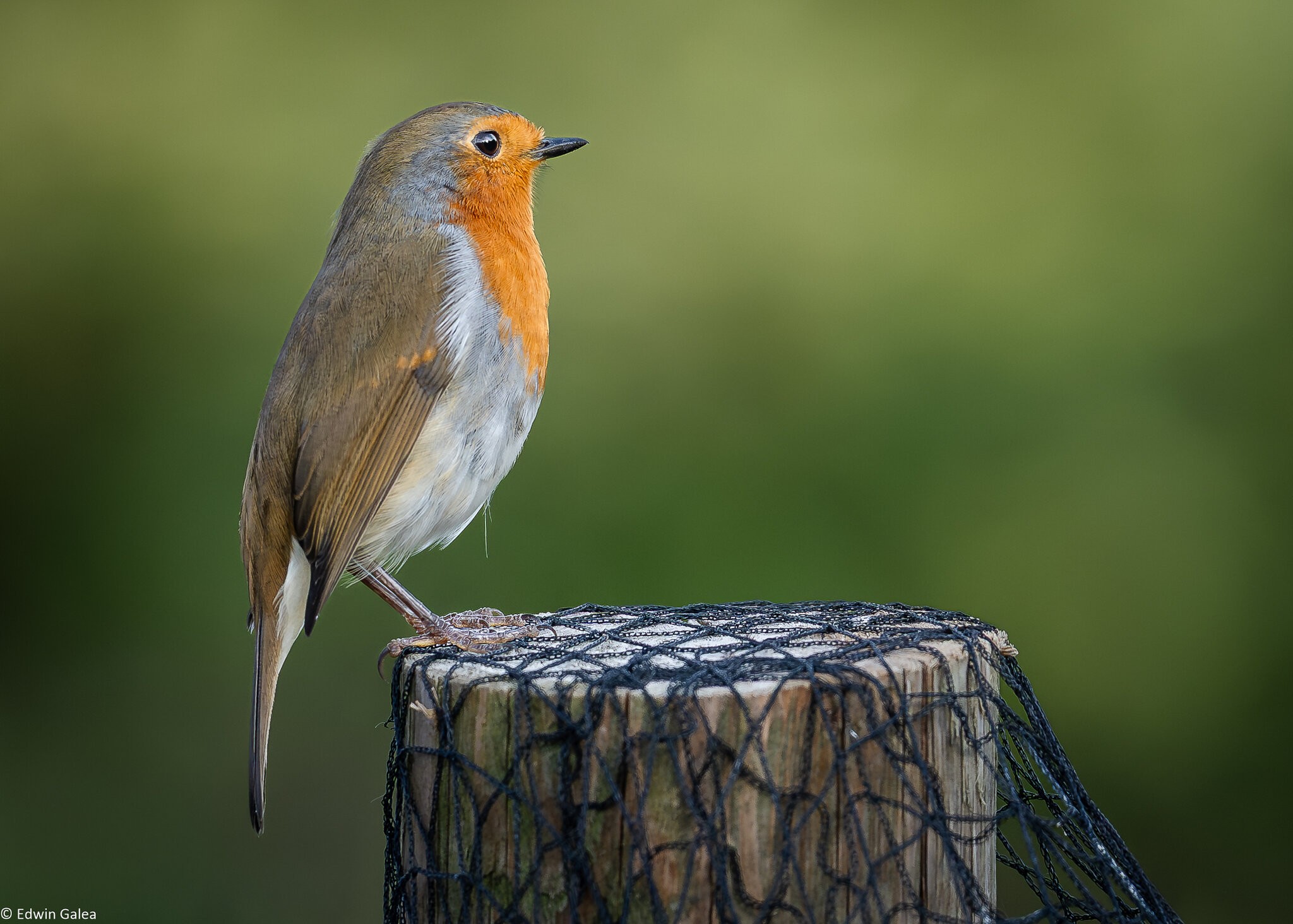 robin_on_perch-13.jpg