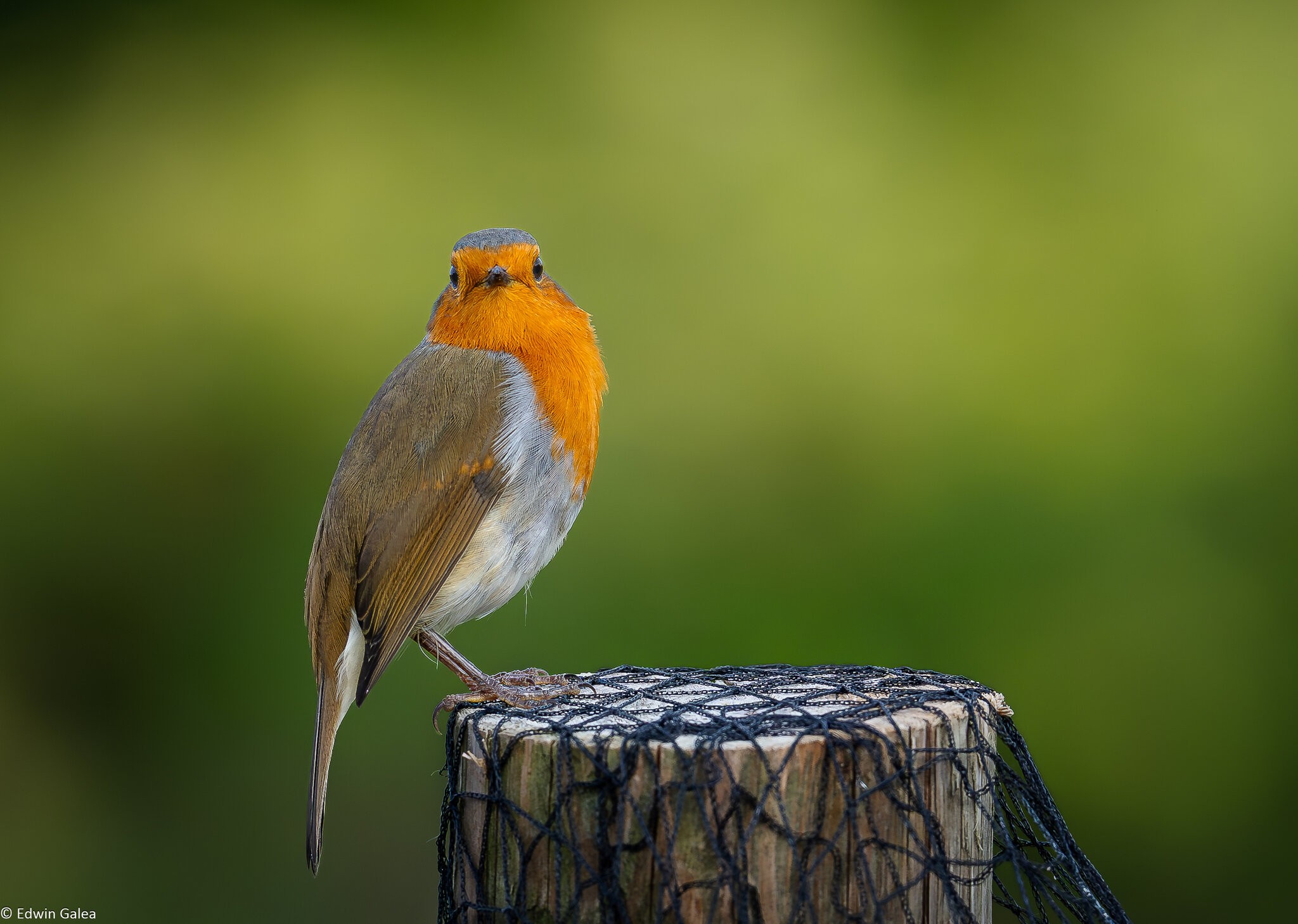 robin_on_perch-14.jpg