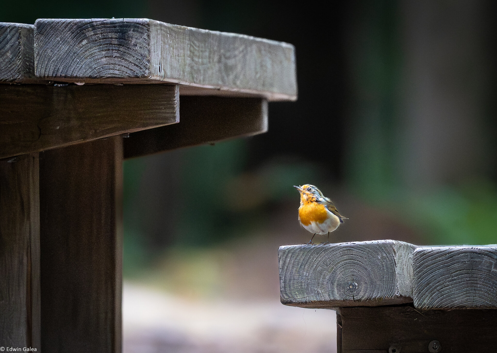 robin_on_seat-5.jpg