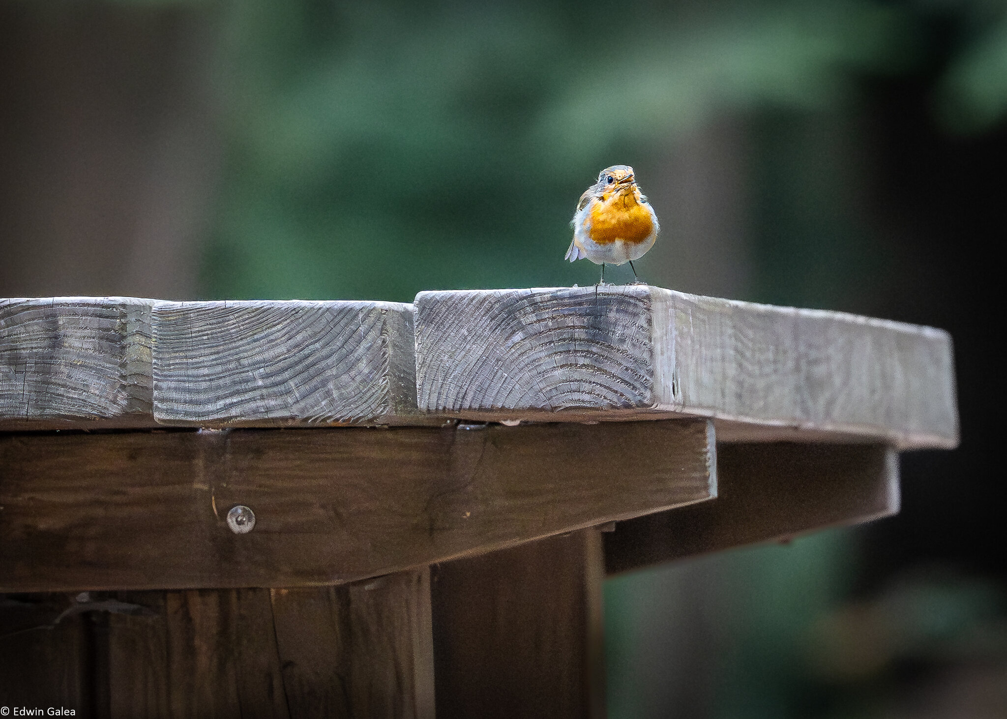 robin_on_table-6.jpg