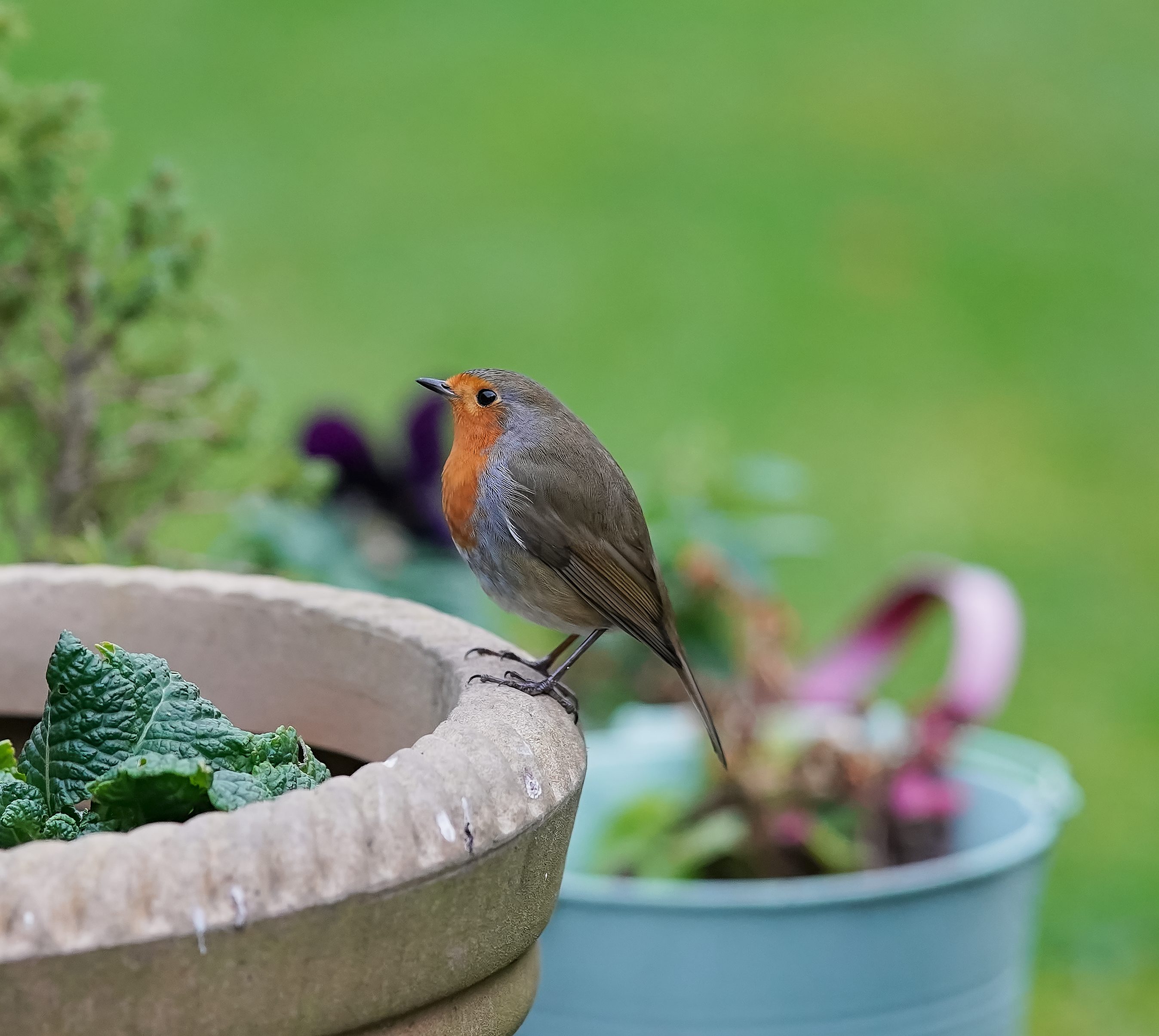 robins 7.jpg