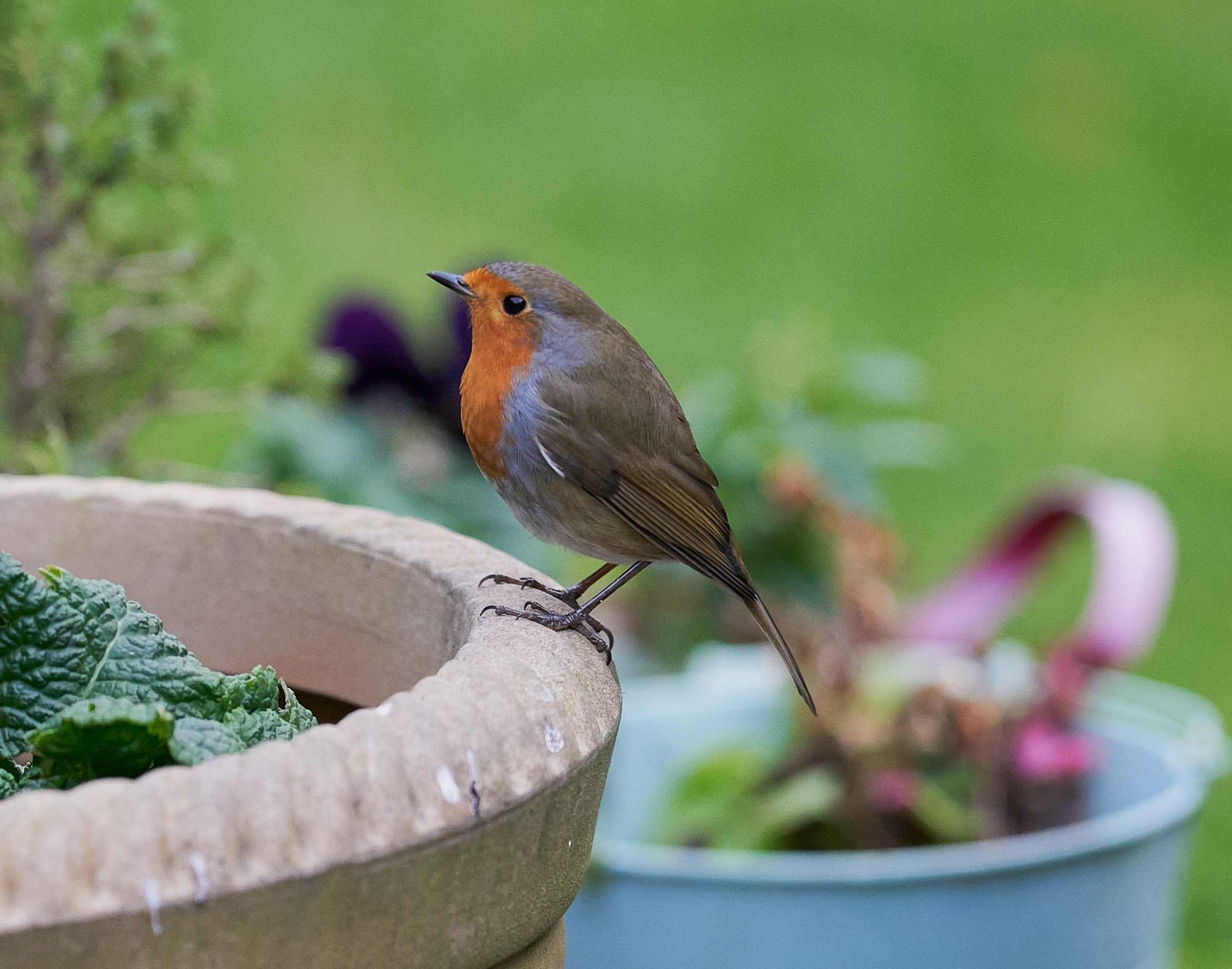 robins  a9 300 g 2.8 3.jpg