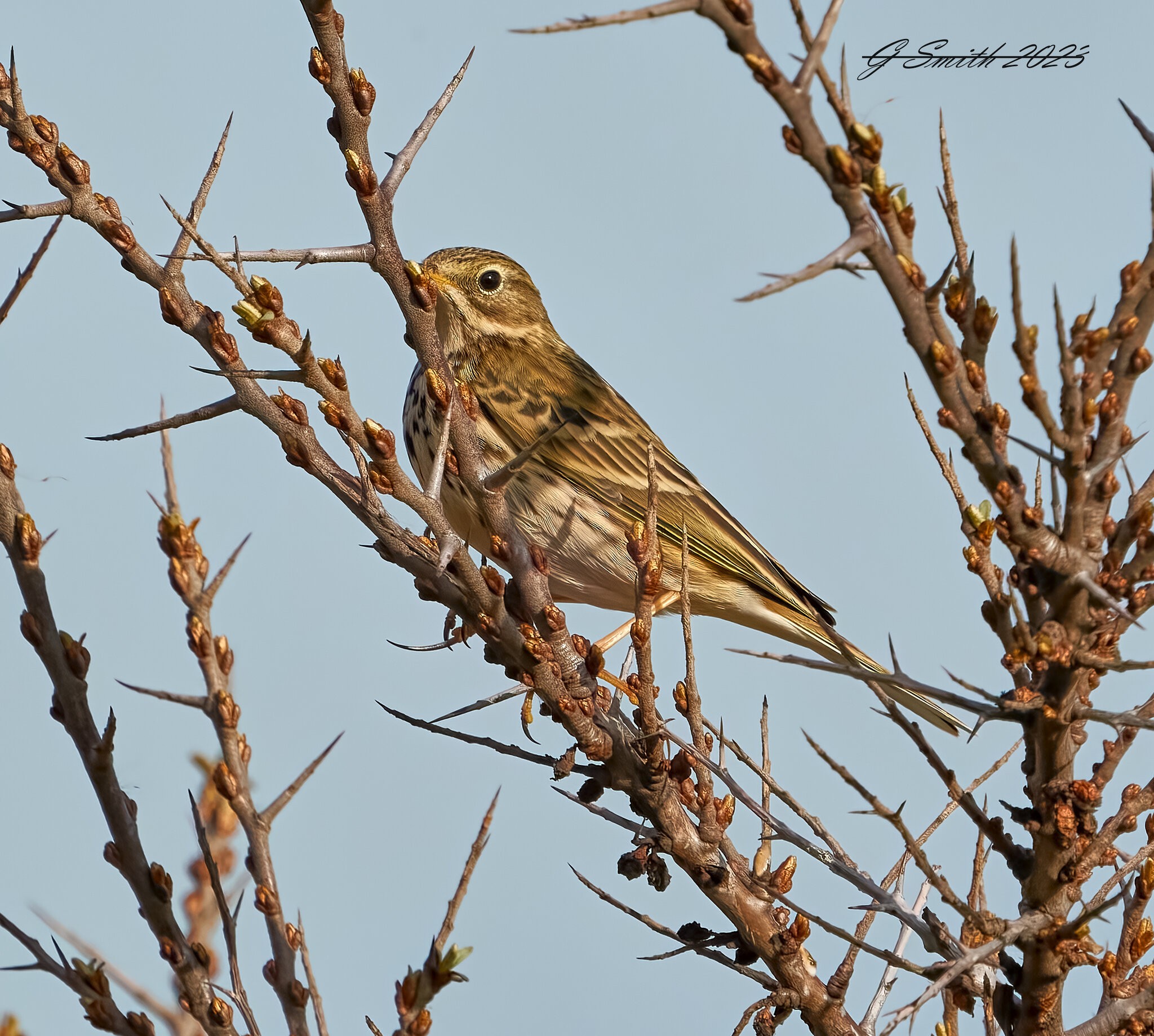 rock pipit 2023.jpg