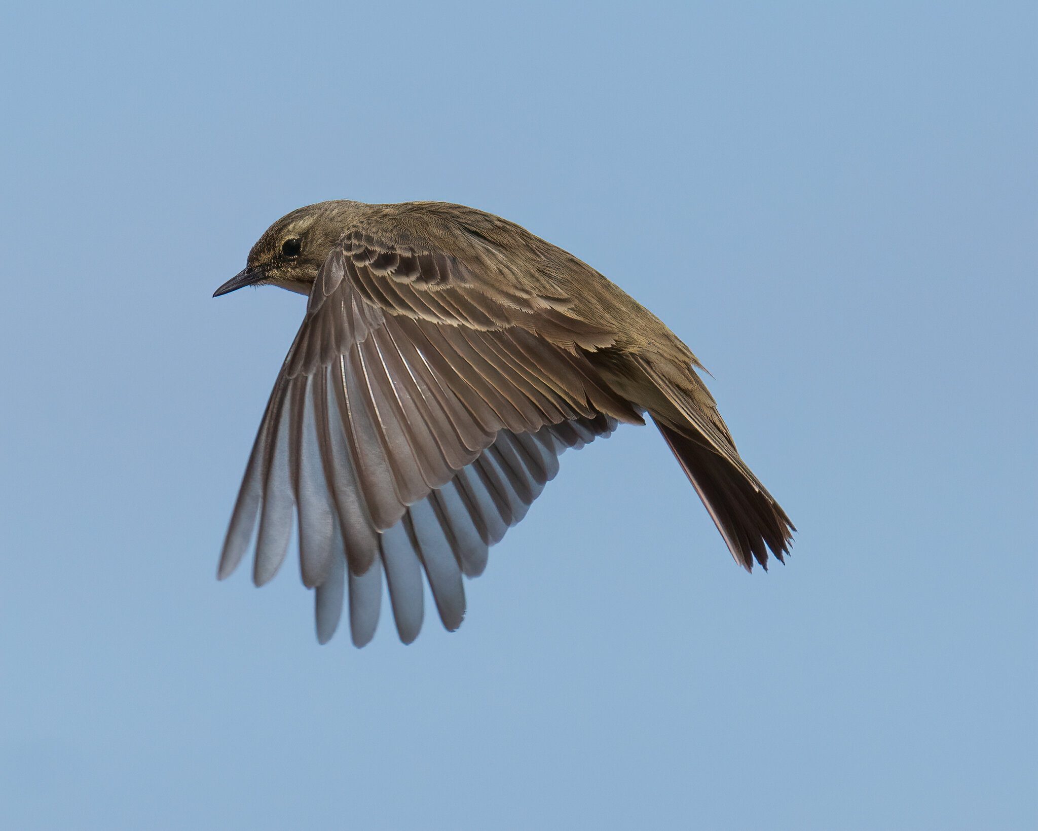 RockPipit.jpg