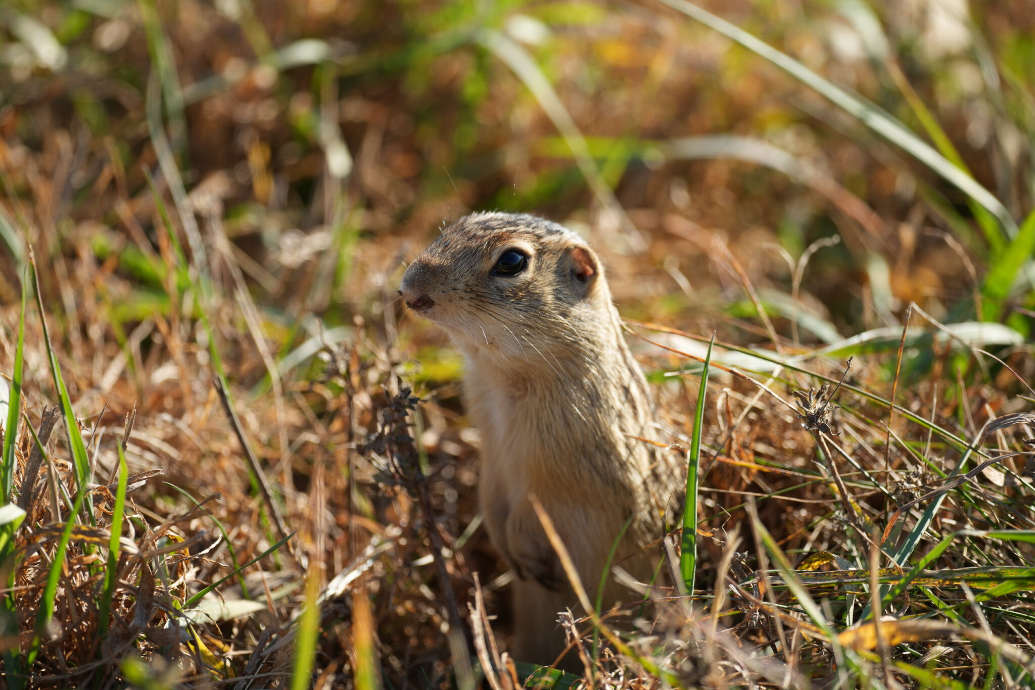 rodent.JPG