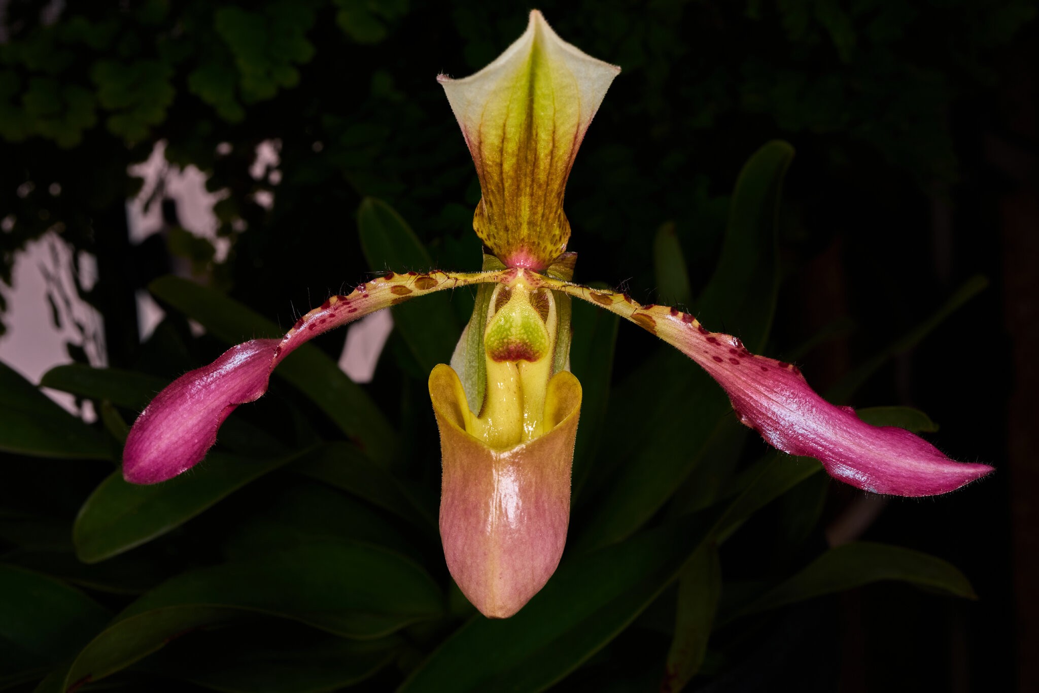 Rodney Wilcox Jones - Longwood - 02162026 - 01.jpg