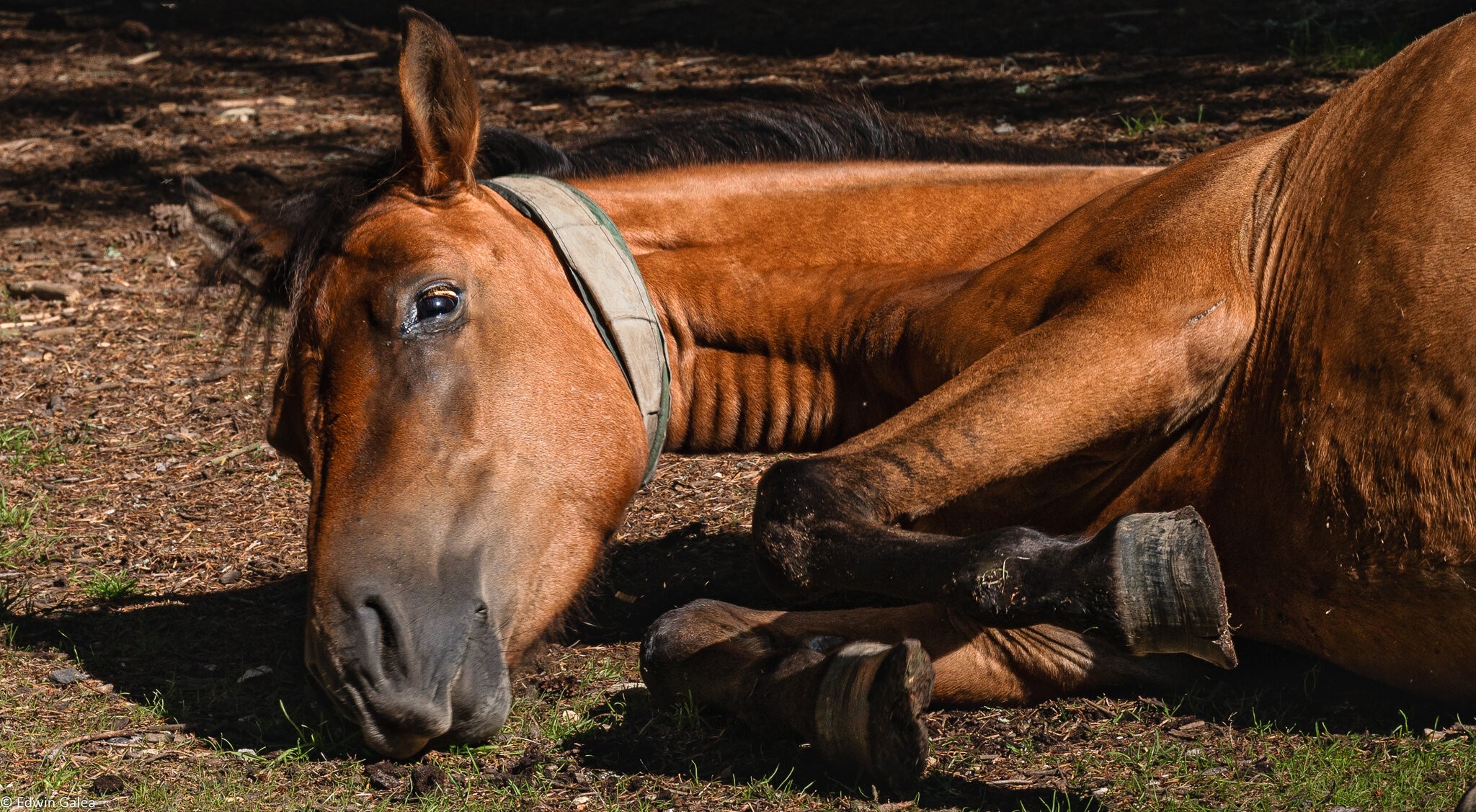 rolling new forest pony-11.jpg