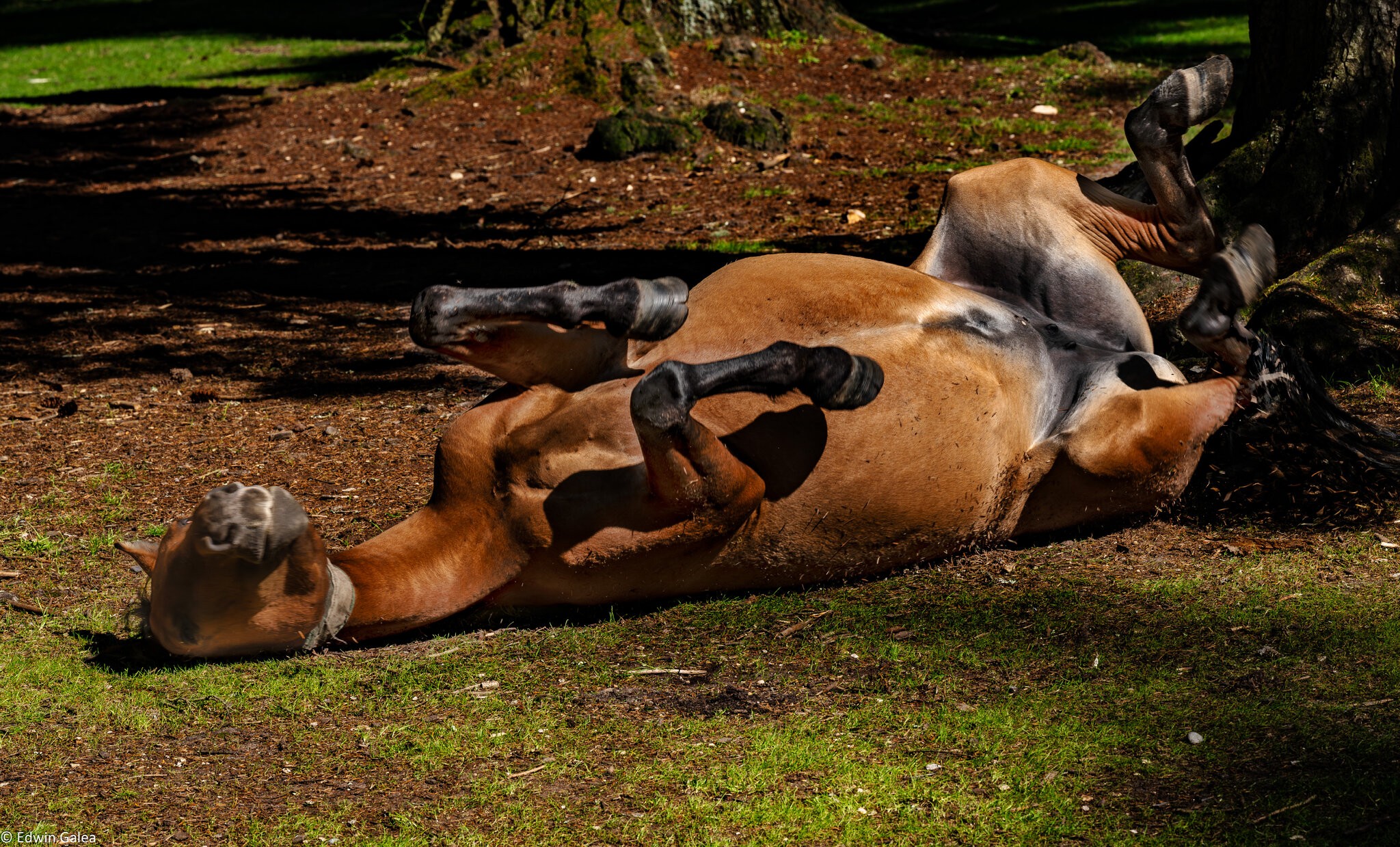 rolling new forest pony-6.jpg