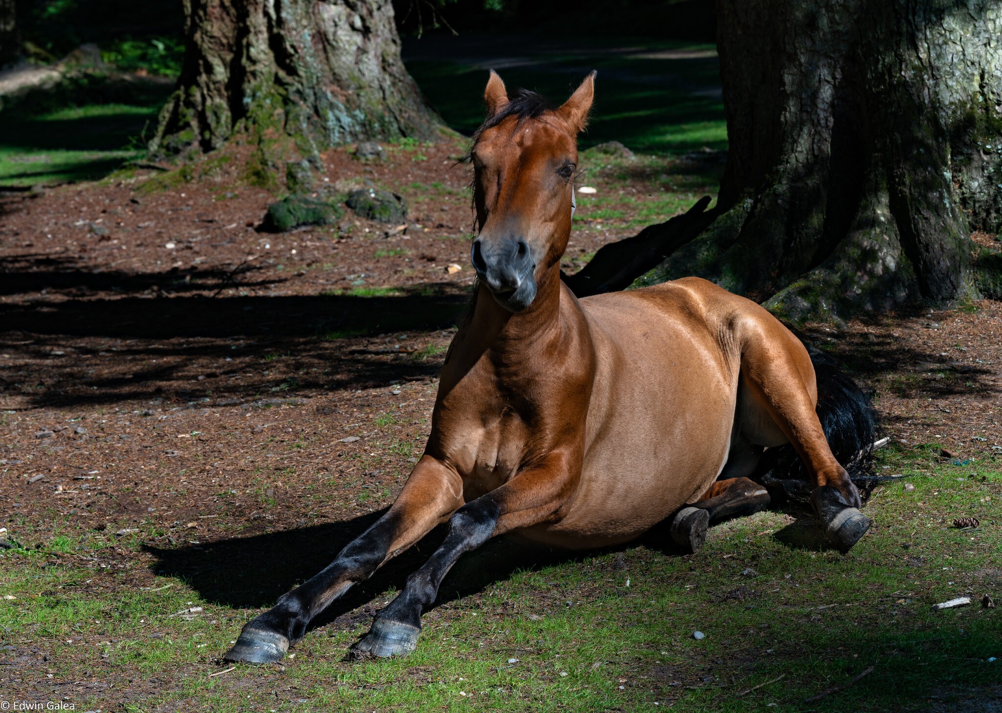 rolling new forest pony-7.jpg