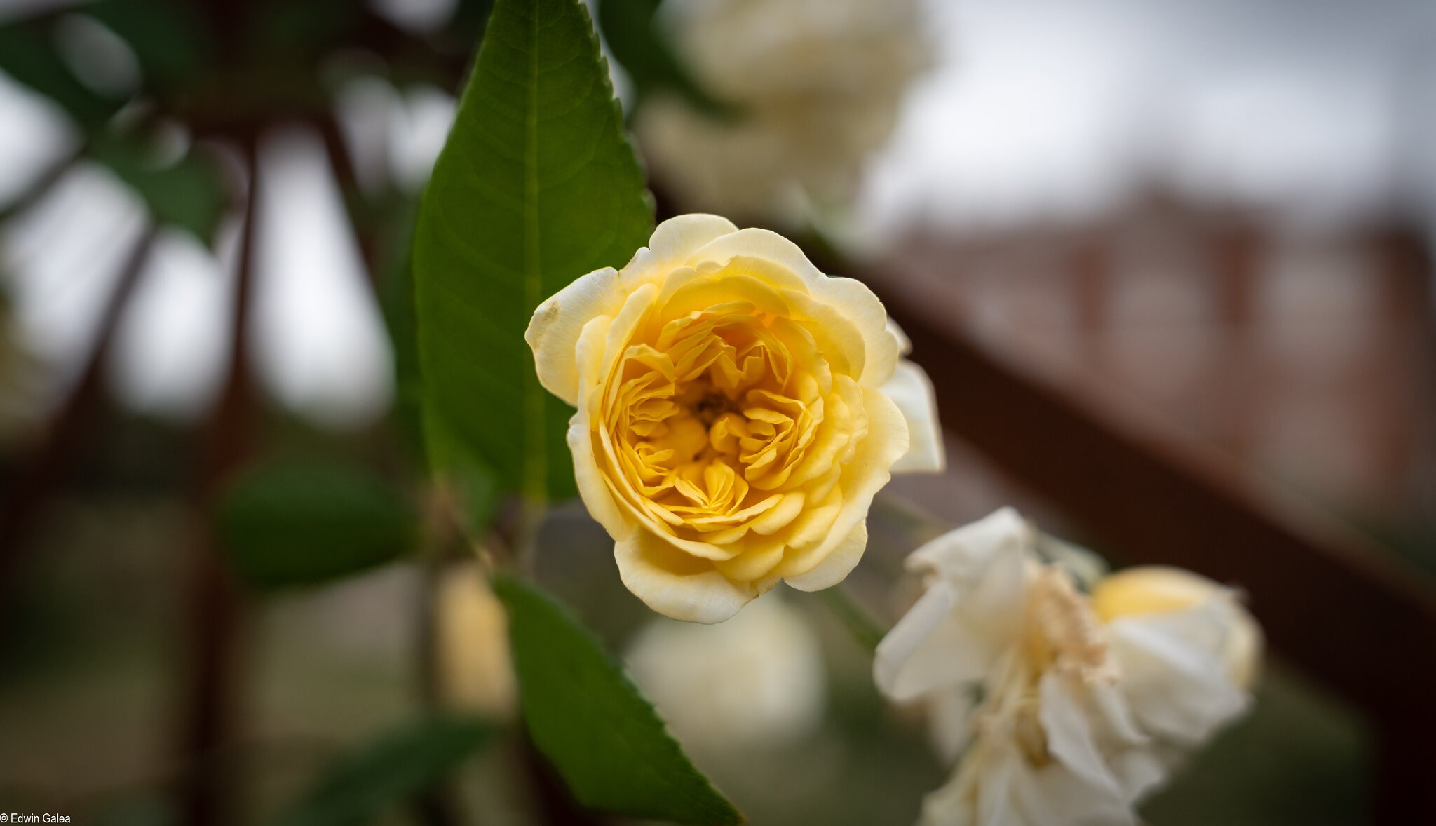 rose_garden-3.jpg