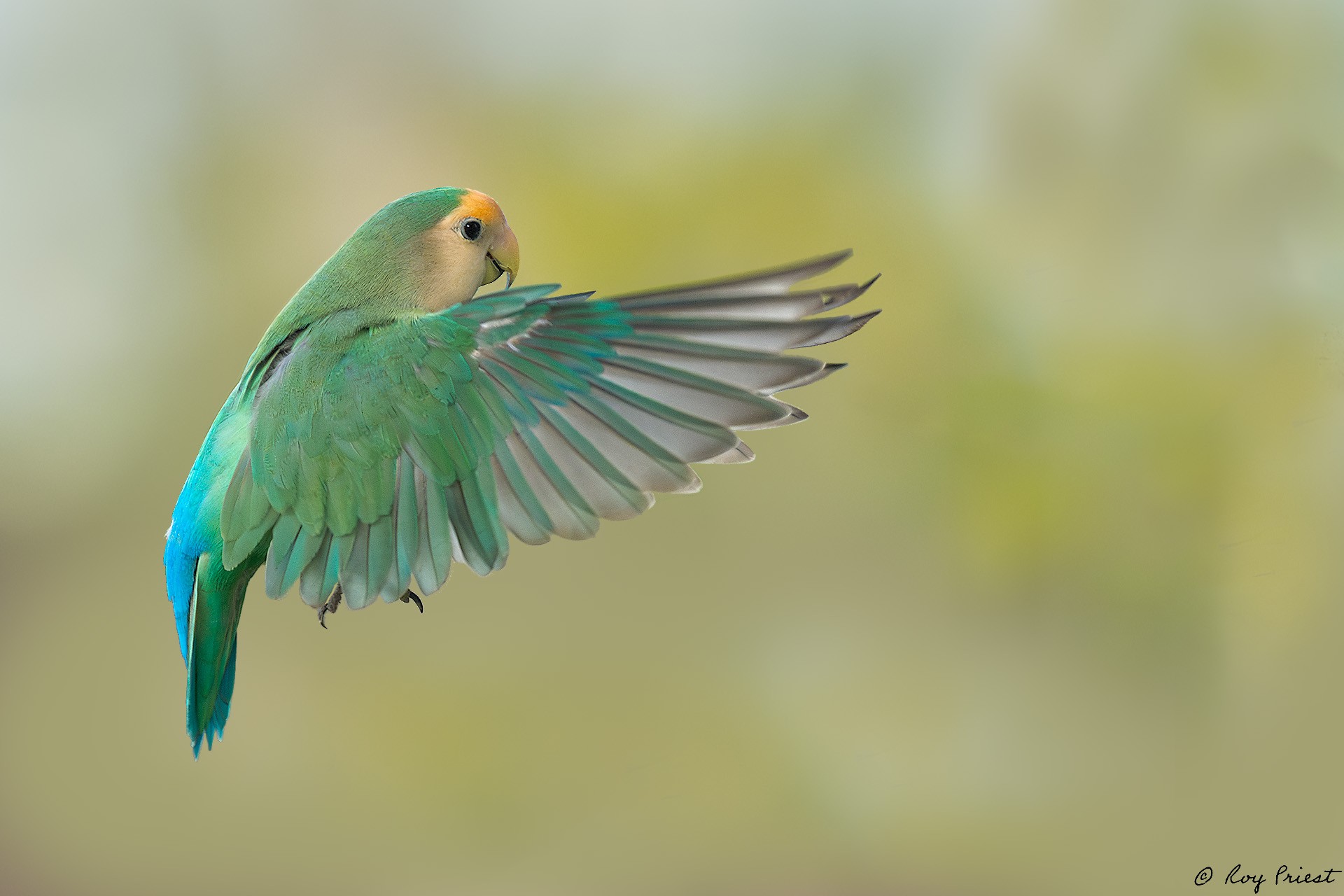 Rosy-faced Lovebird_RP25887.jpg | Sony Alpha Forums - AlphaShooters.com