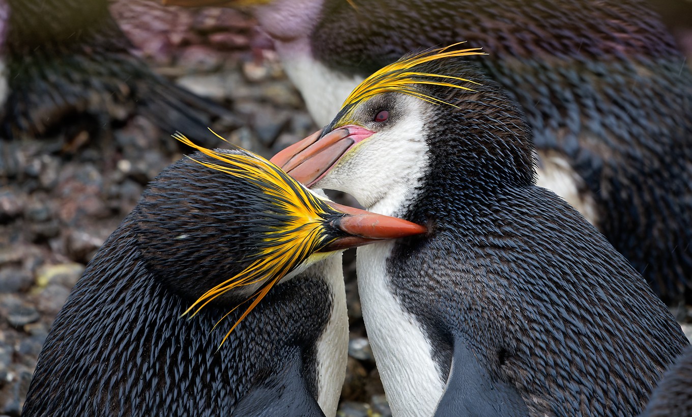 Royal Penguins allopreening 3 1360.jpg