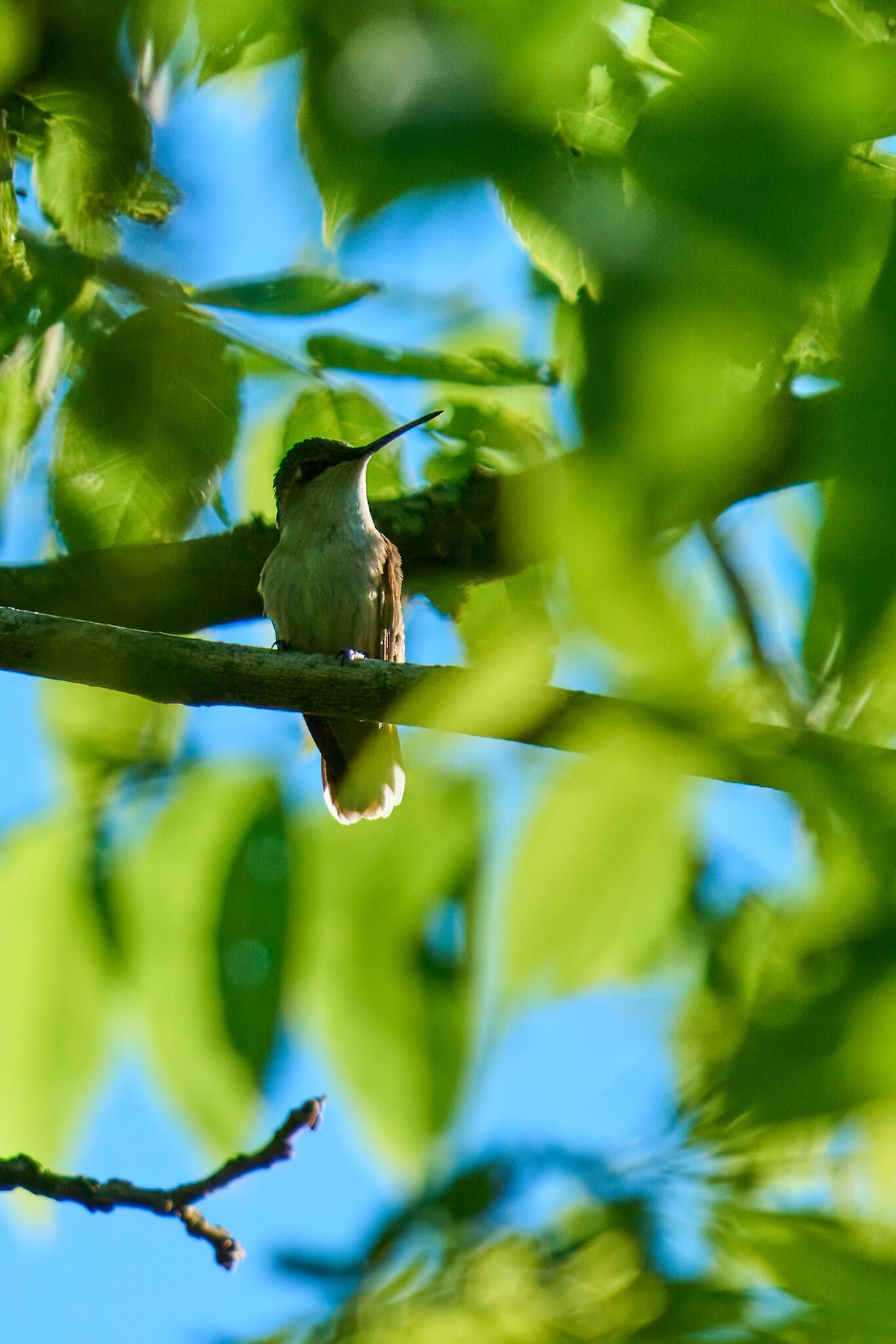Ruby-Throated Hummingbird - BCSP TB - 06012025 - 04 - rDN_1.jpg