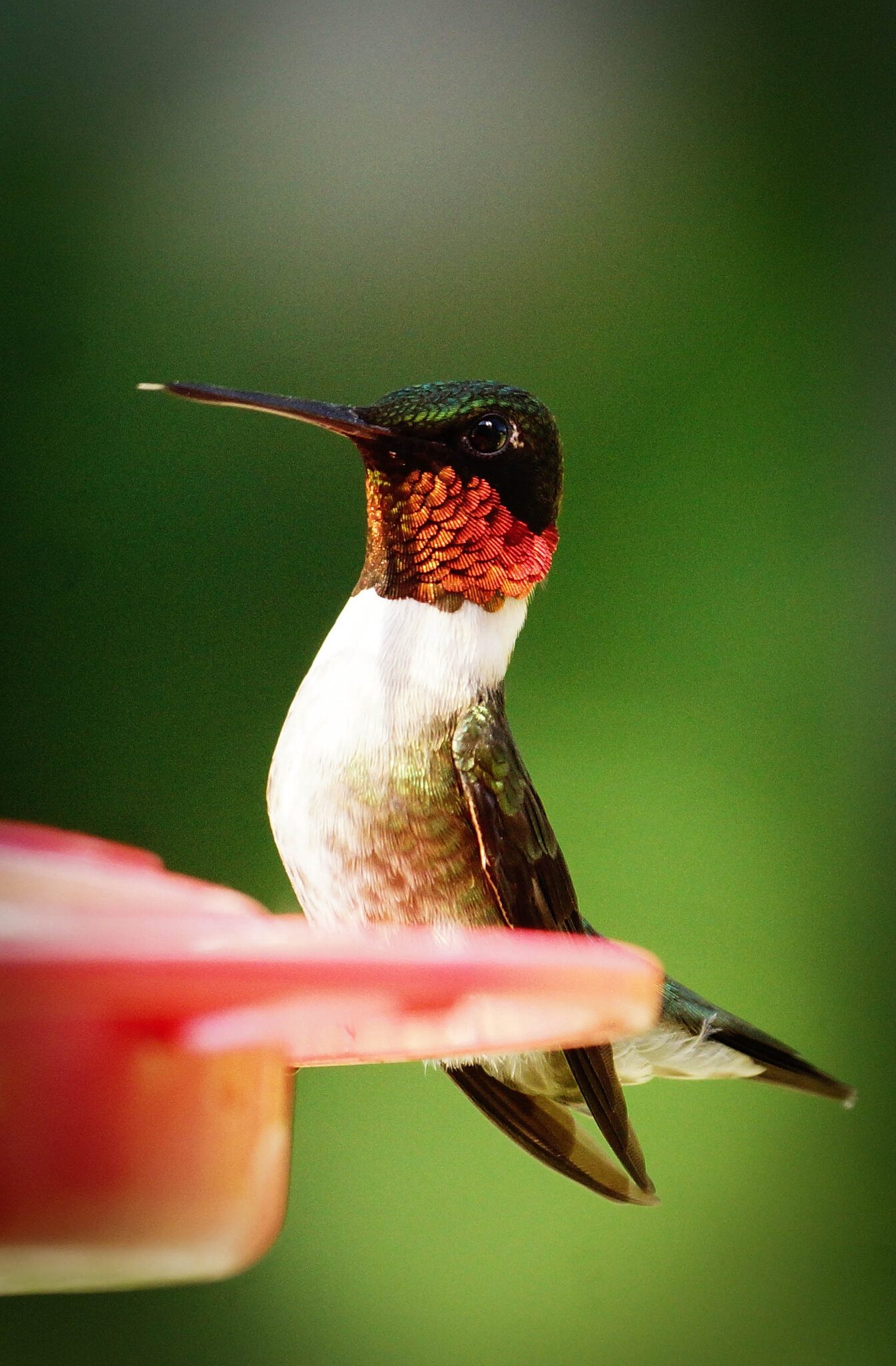 Ruby Throated Hummingbird.