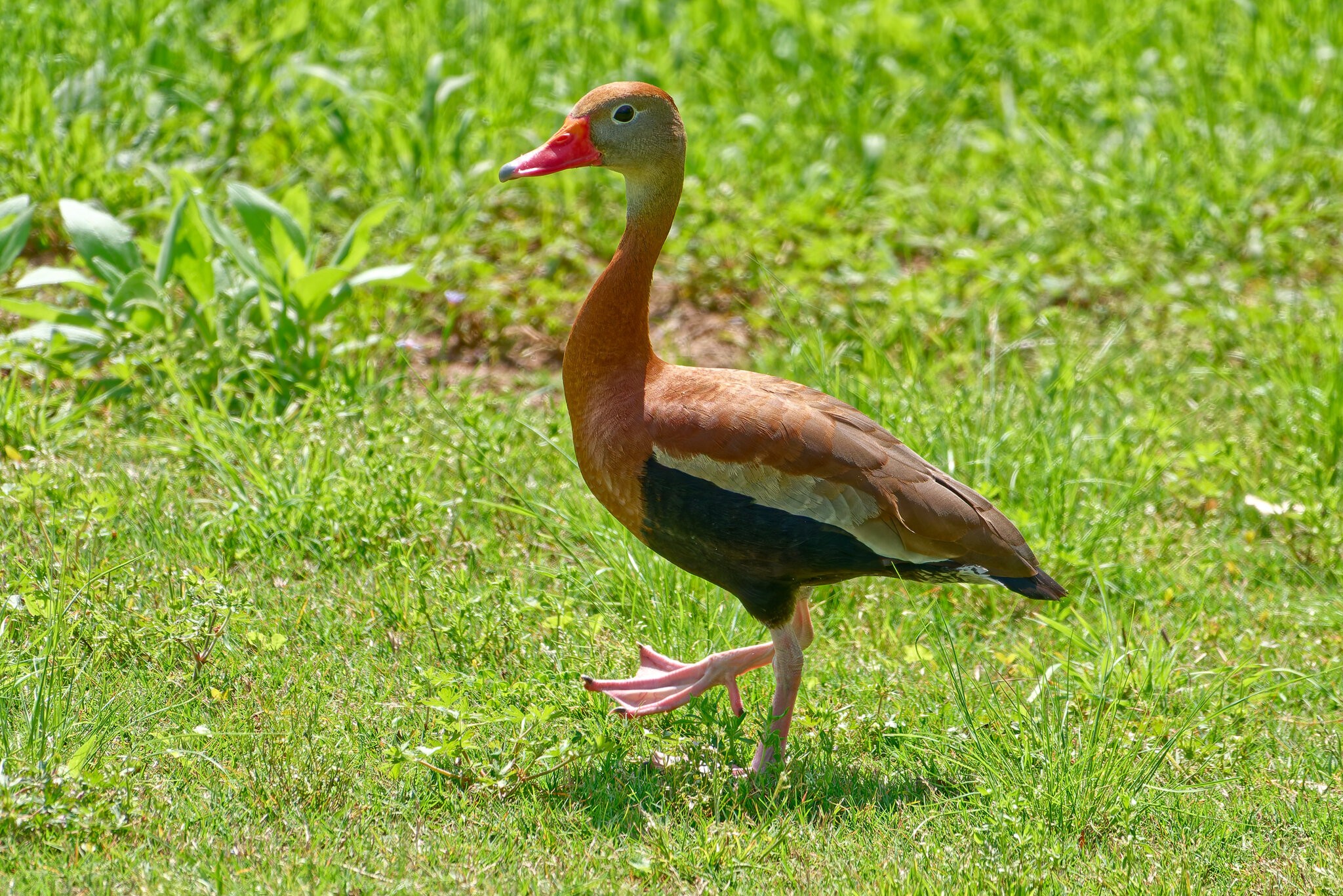 RX_04165.jpg