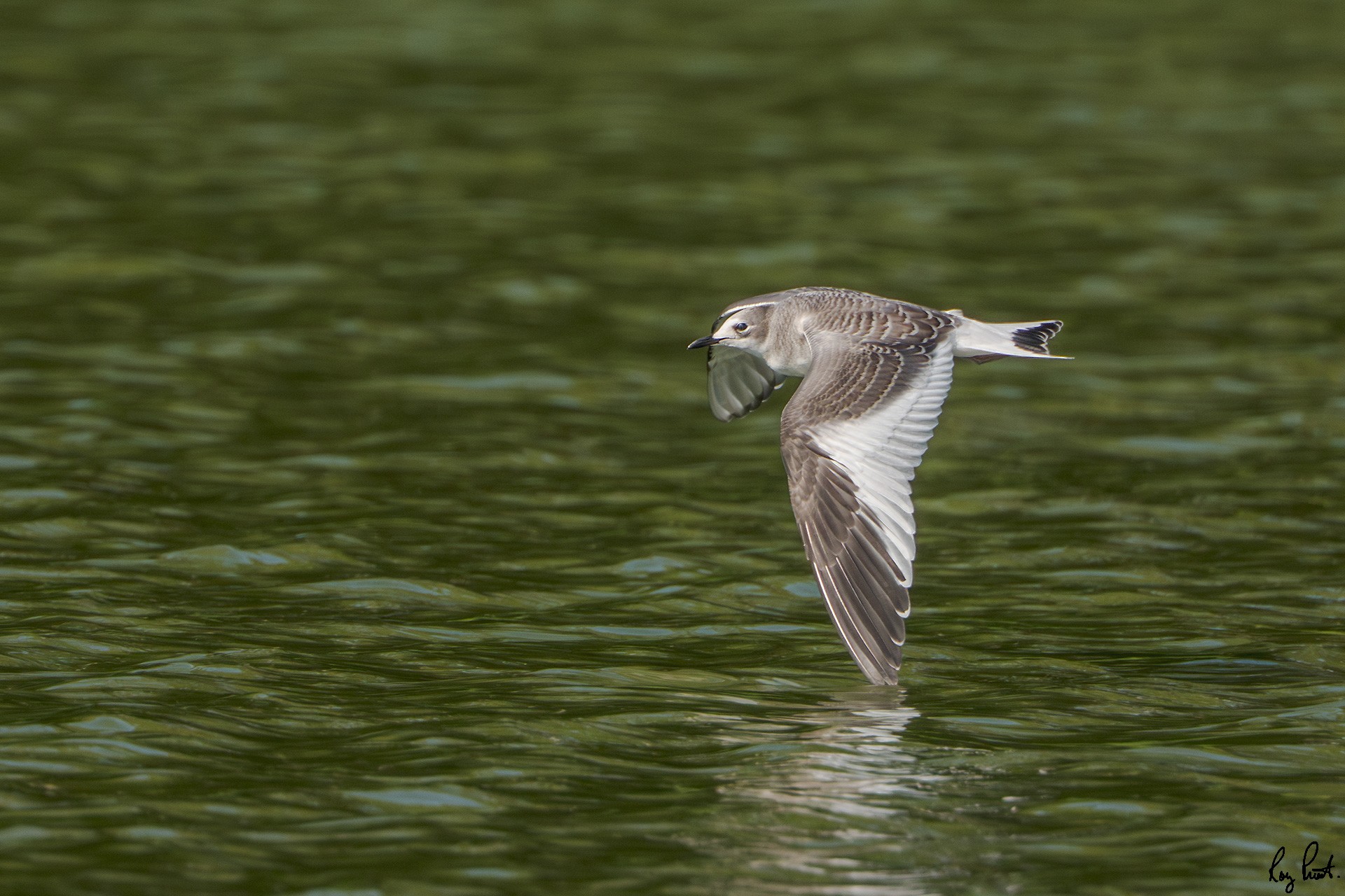 Sabine's-Gull_DSC2639-Edit.jpg