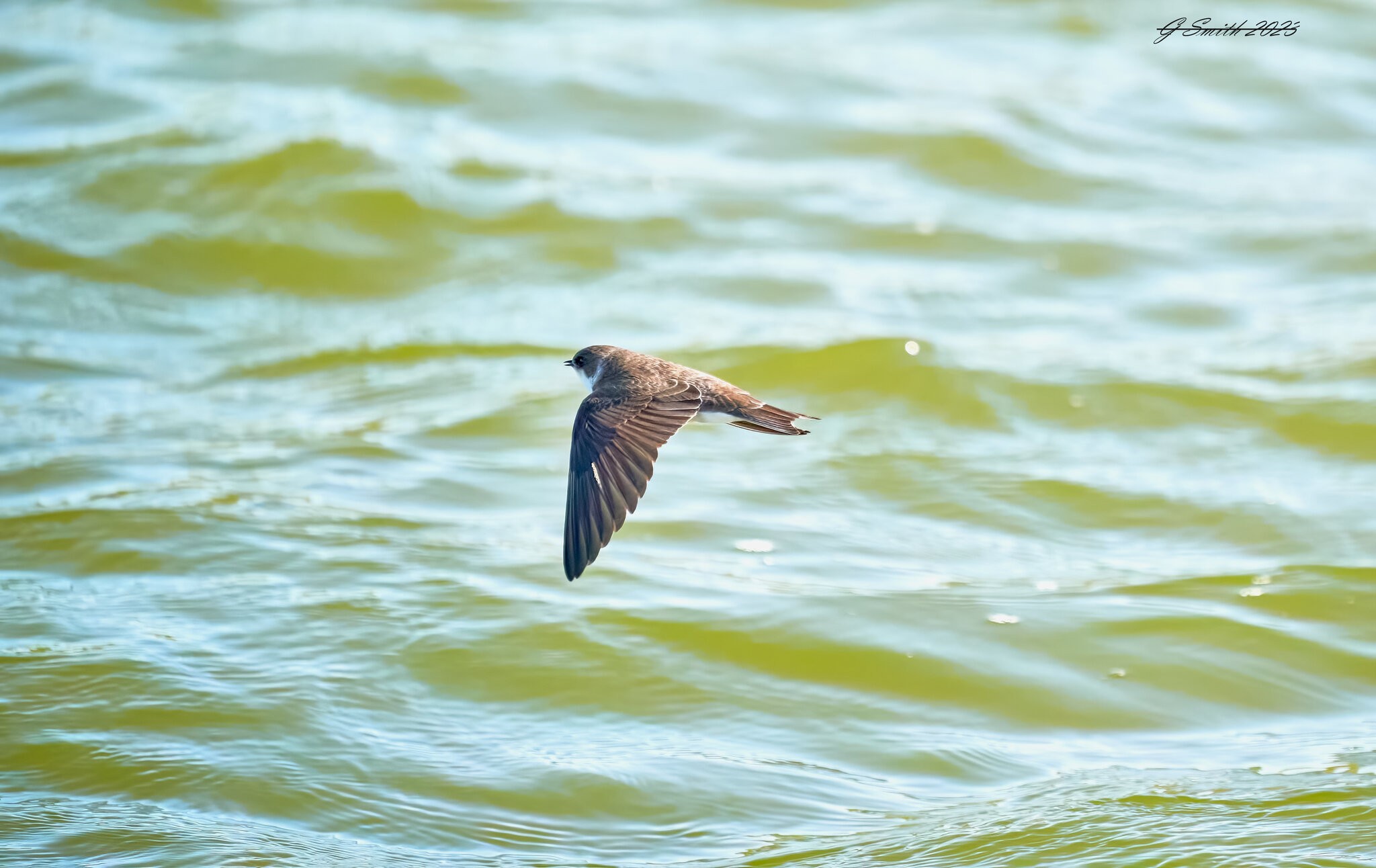 sand martin 2023 1.jpg