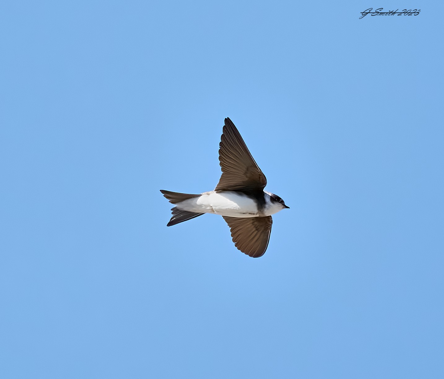 sand martin 2023 2.jpg